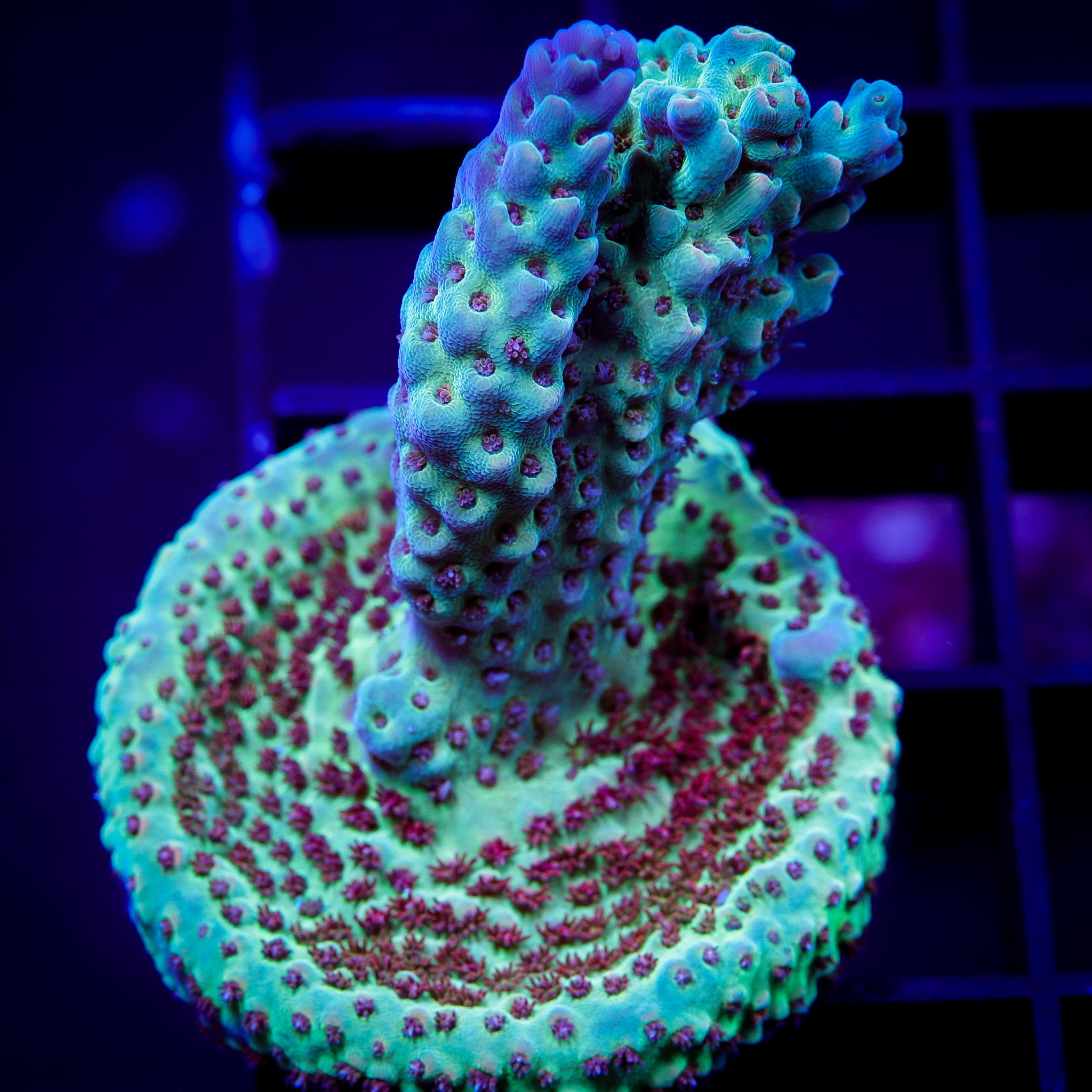 RAINBOW SHERBERT ACROPORA