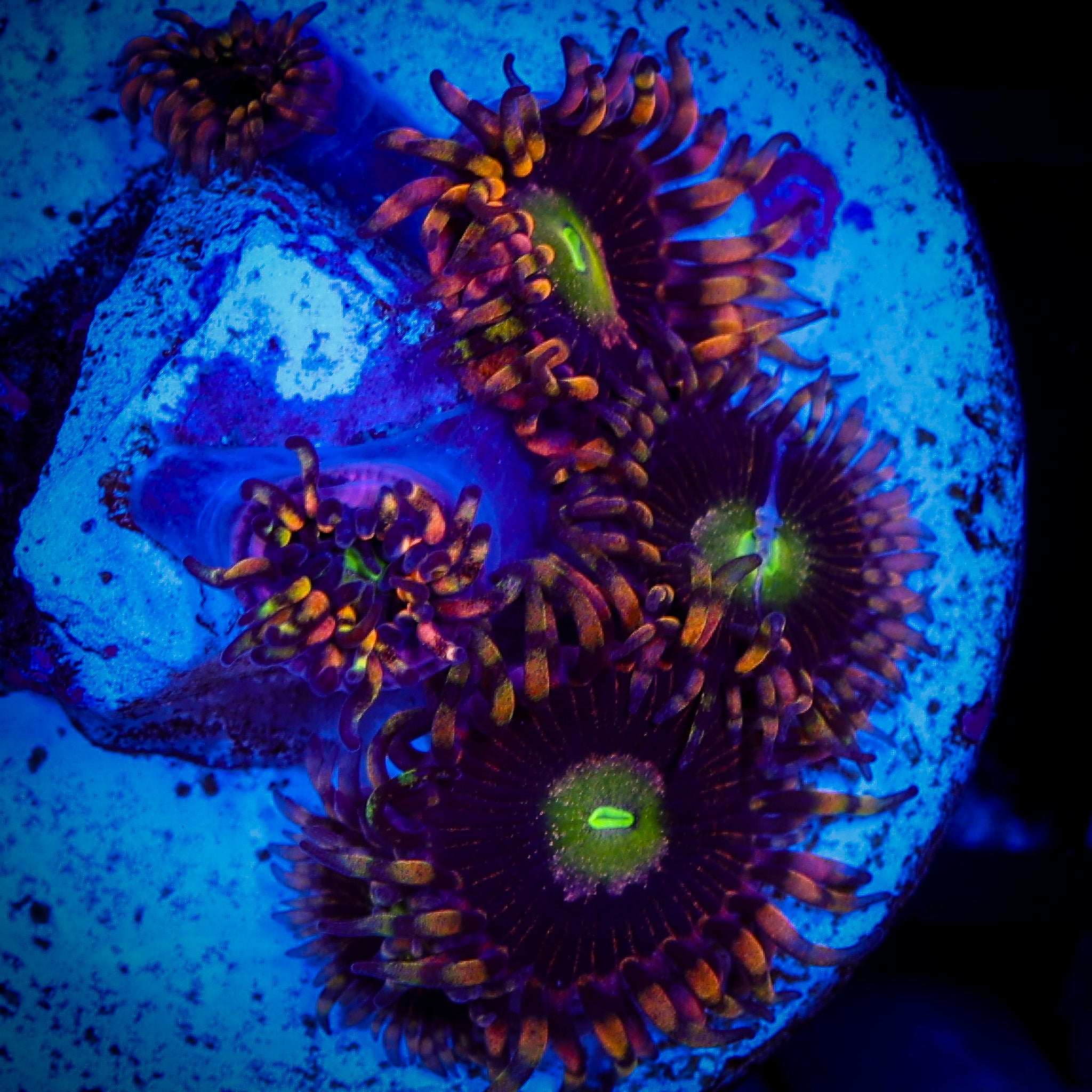 HAUNTED HOUSE ZOA