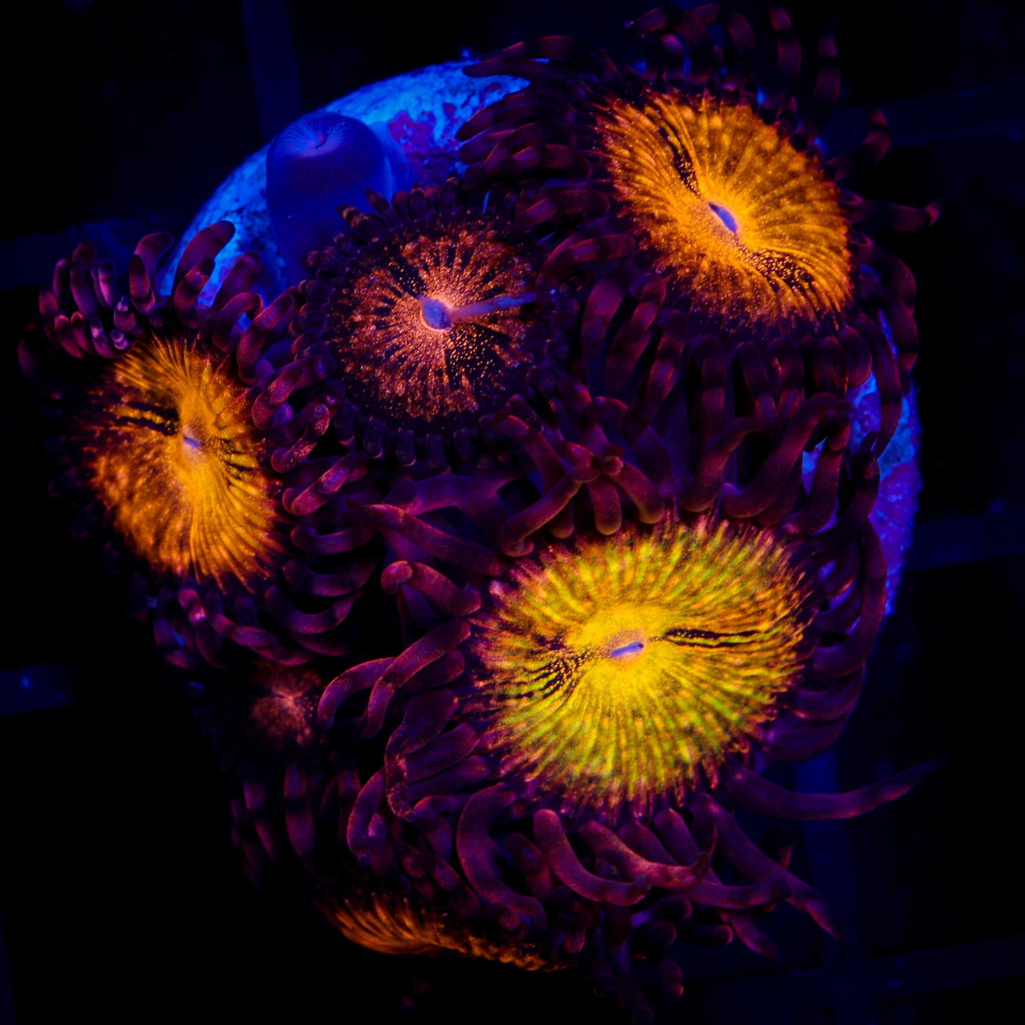 TRG RAINBOW PANDORA ZOA