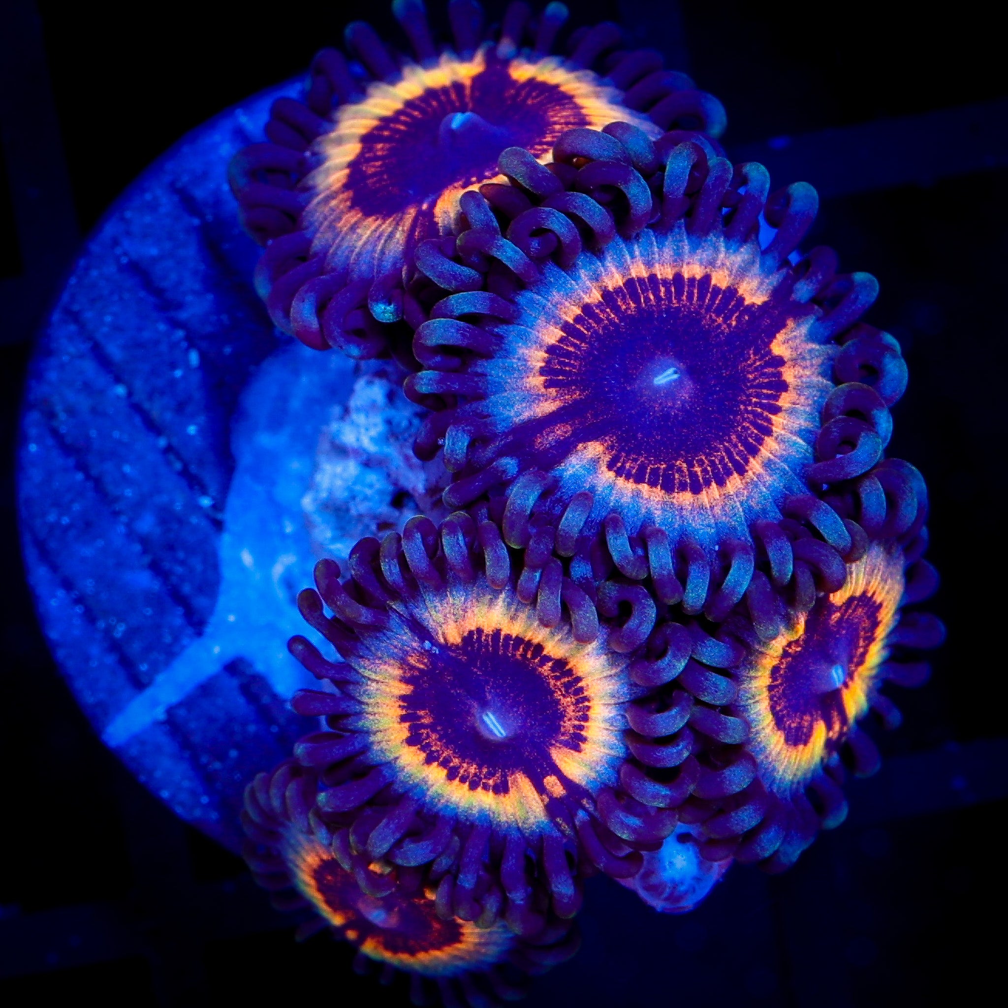 SONIC FLARE ZOA