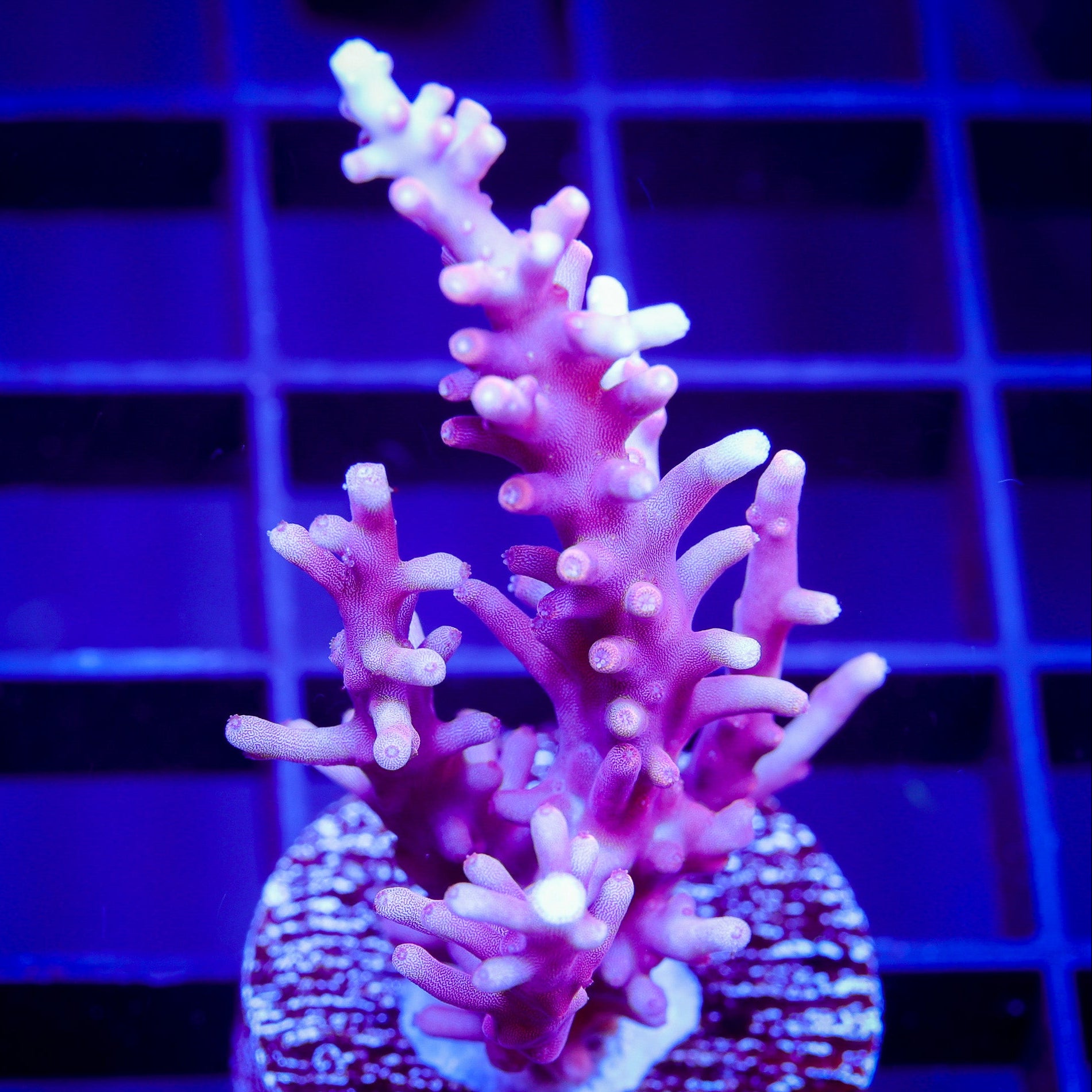 RED DRAGON ACROPORA