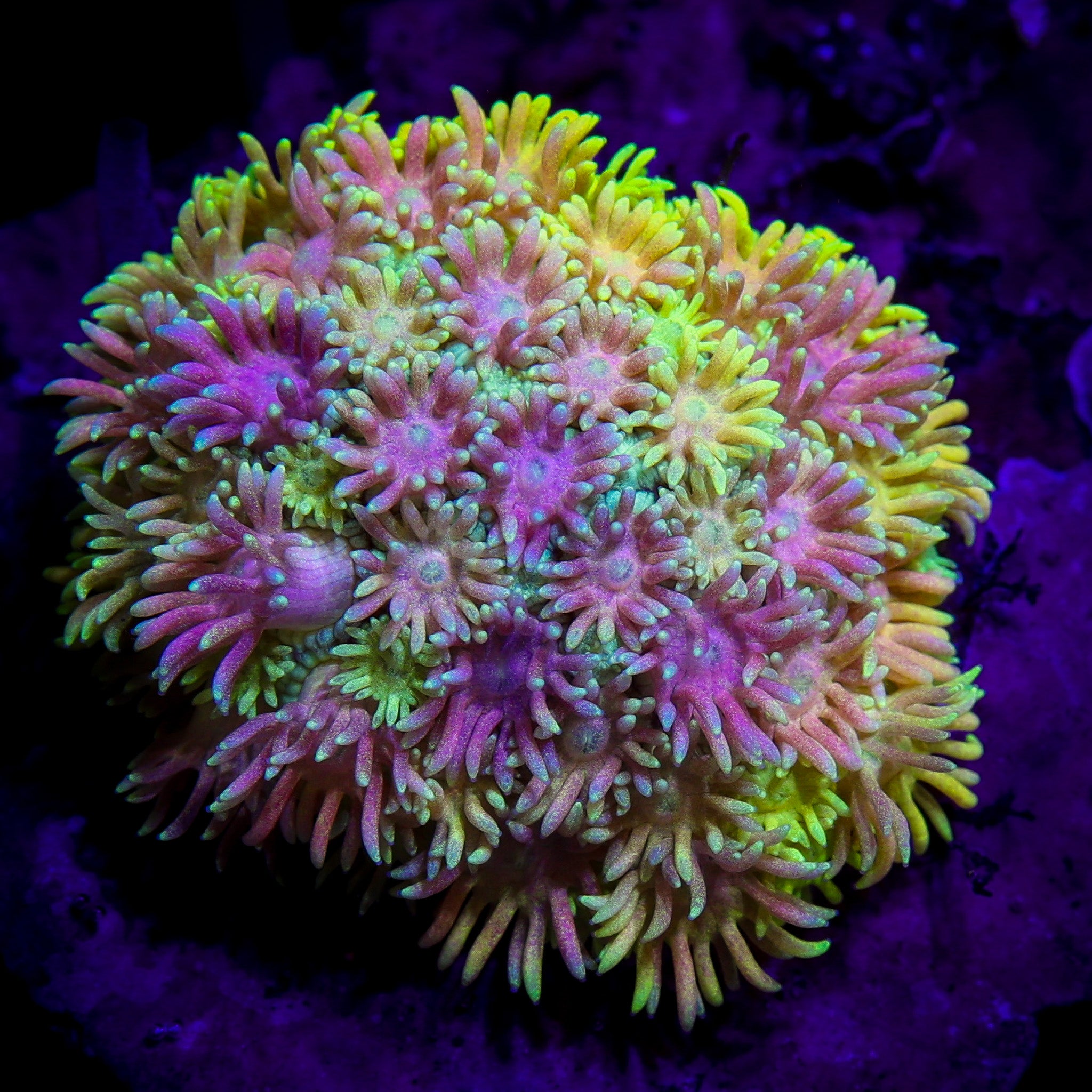 PRINCESS BUBBLEGUM GONIOPORA