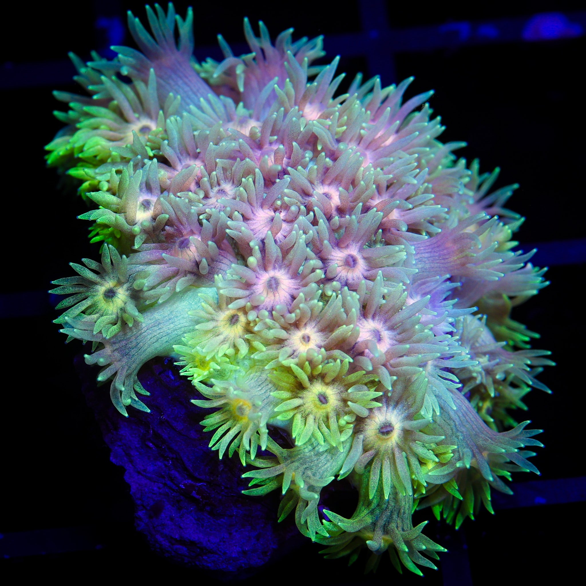 INVADER ZIM GONIOPORA