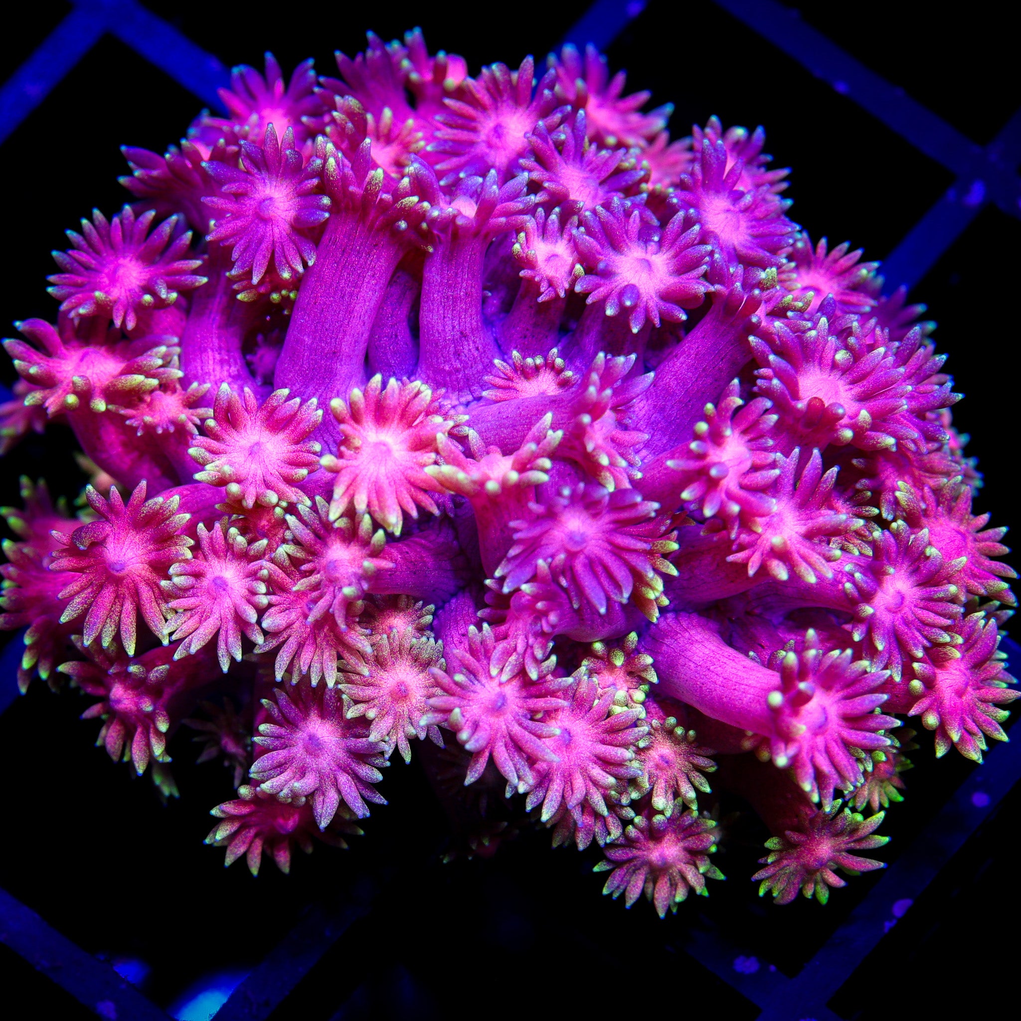 FLAMETHROWER GONIOPORA