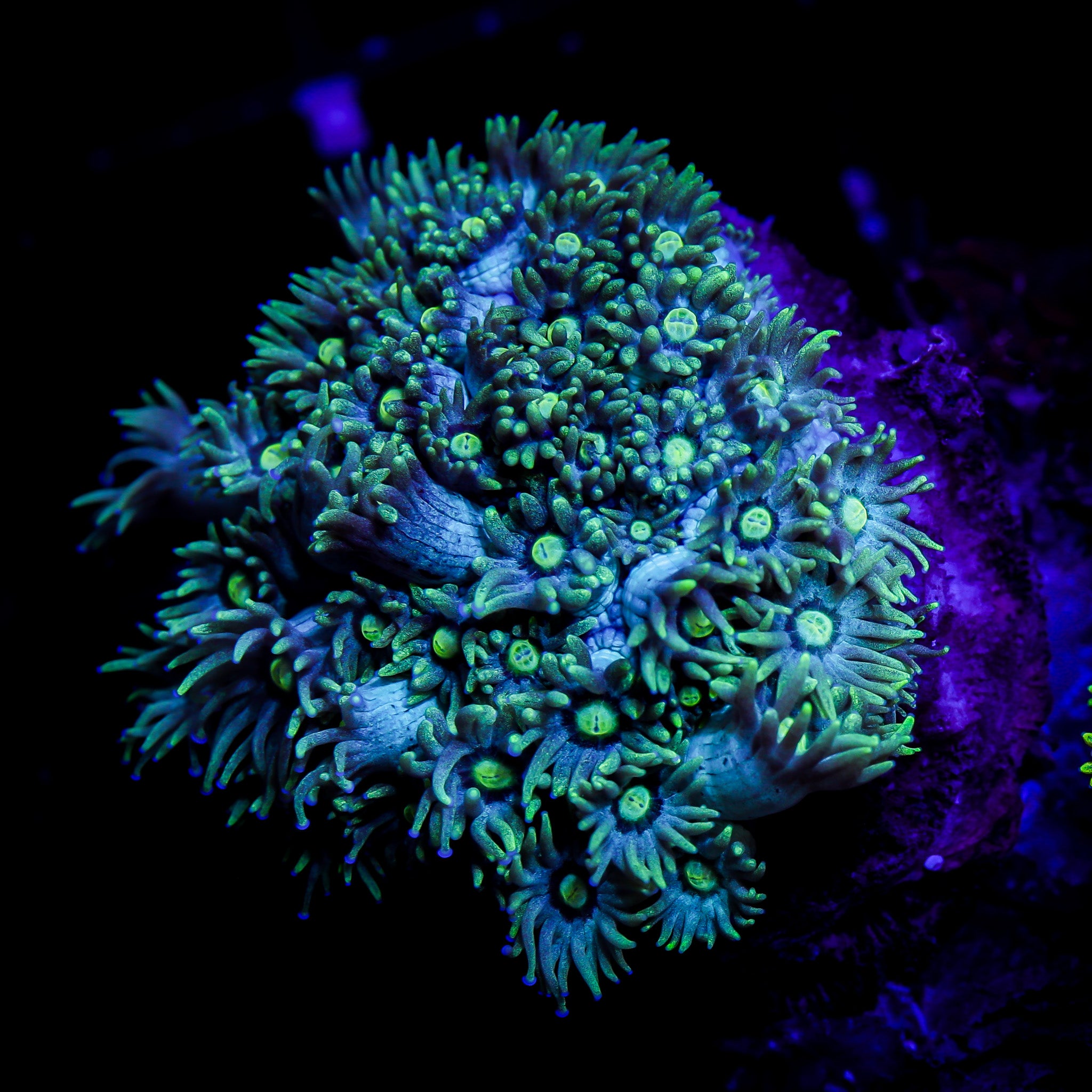 ULTRA GREEN GONIOPORA