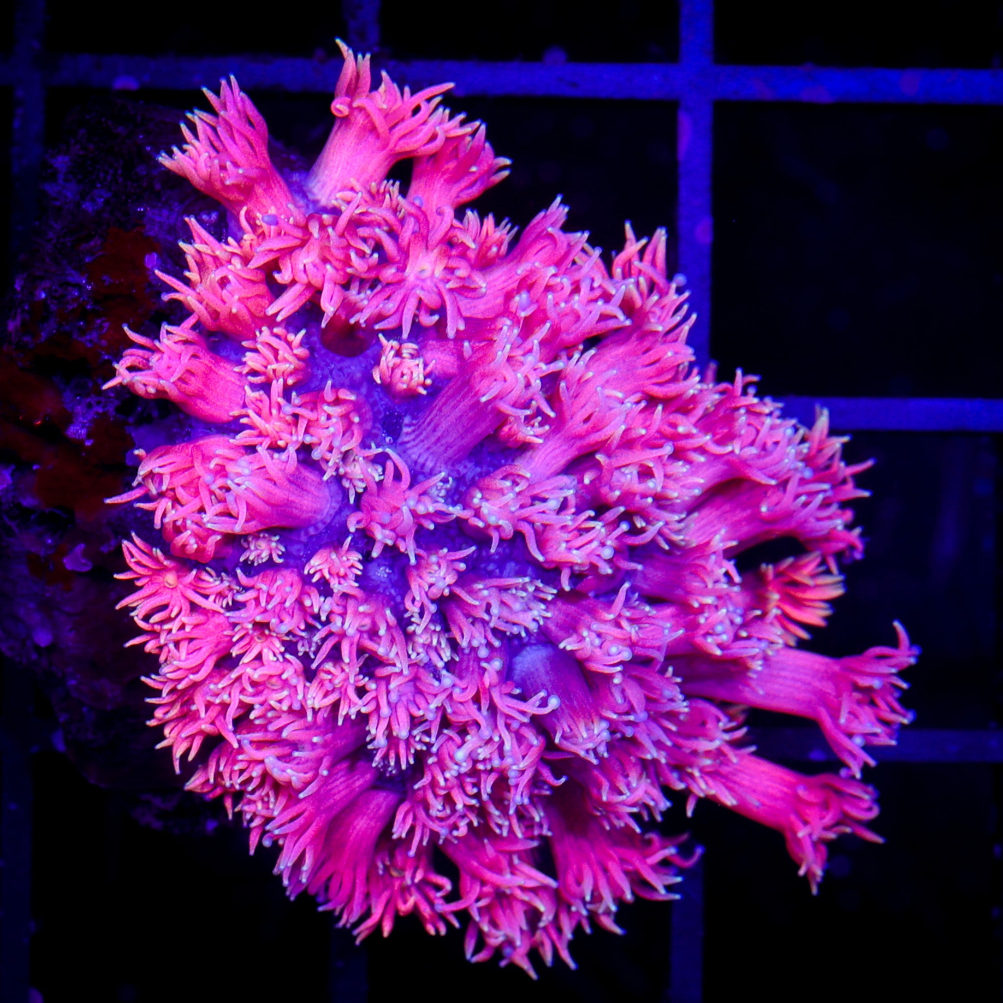 ULTRA PINK GONIOPORA