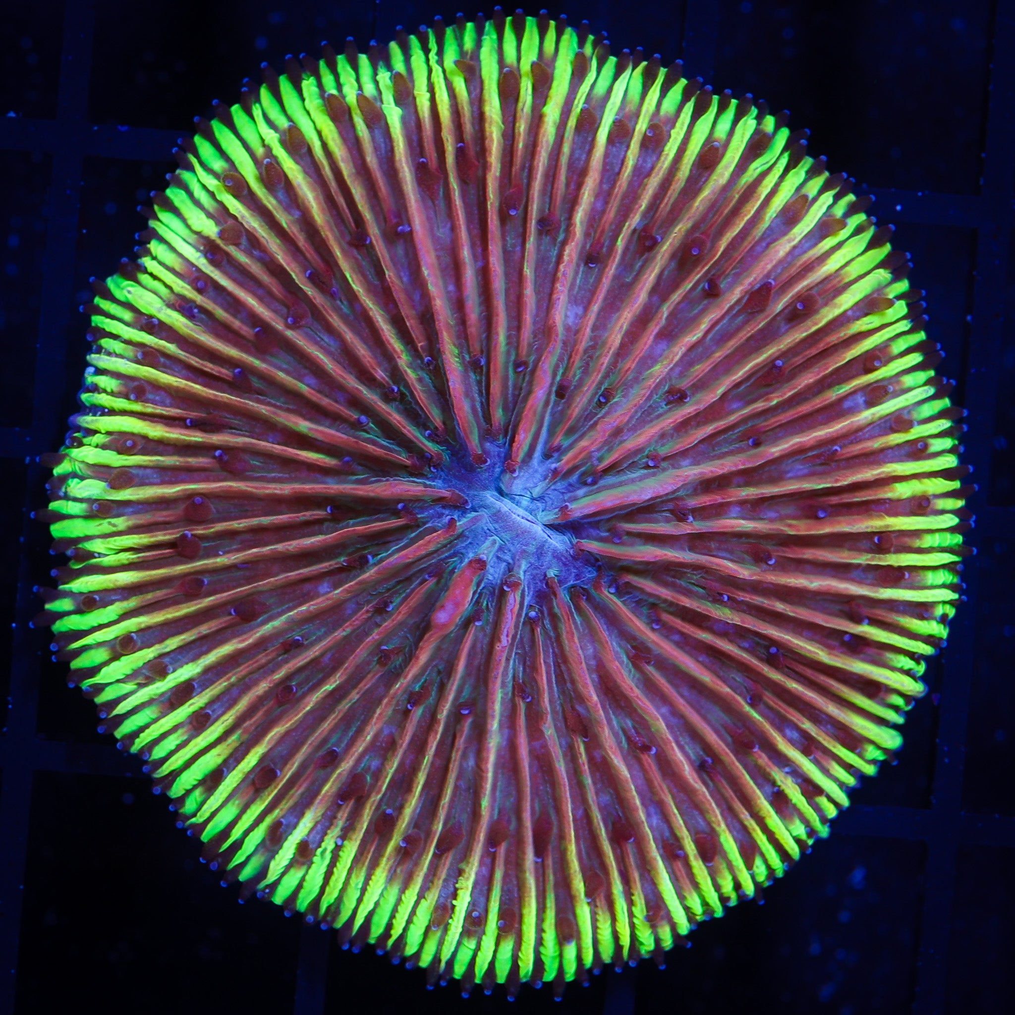 UFO FUNGIA