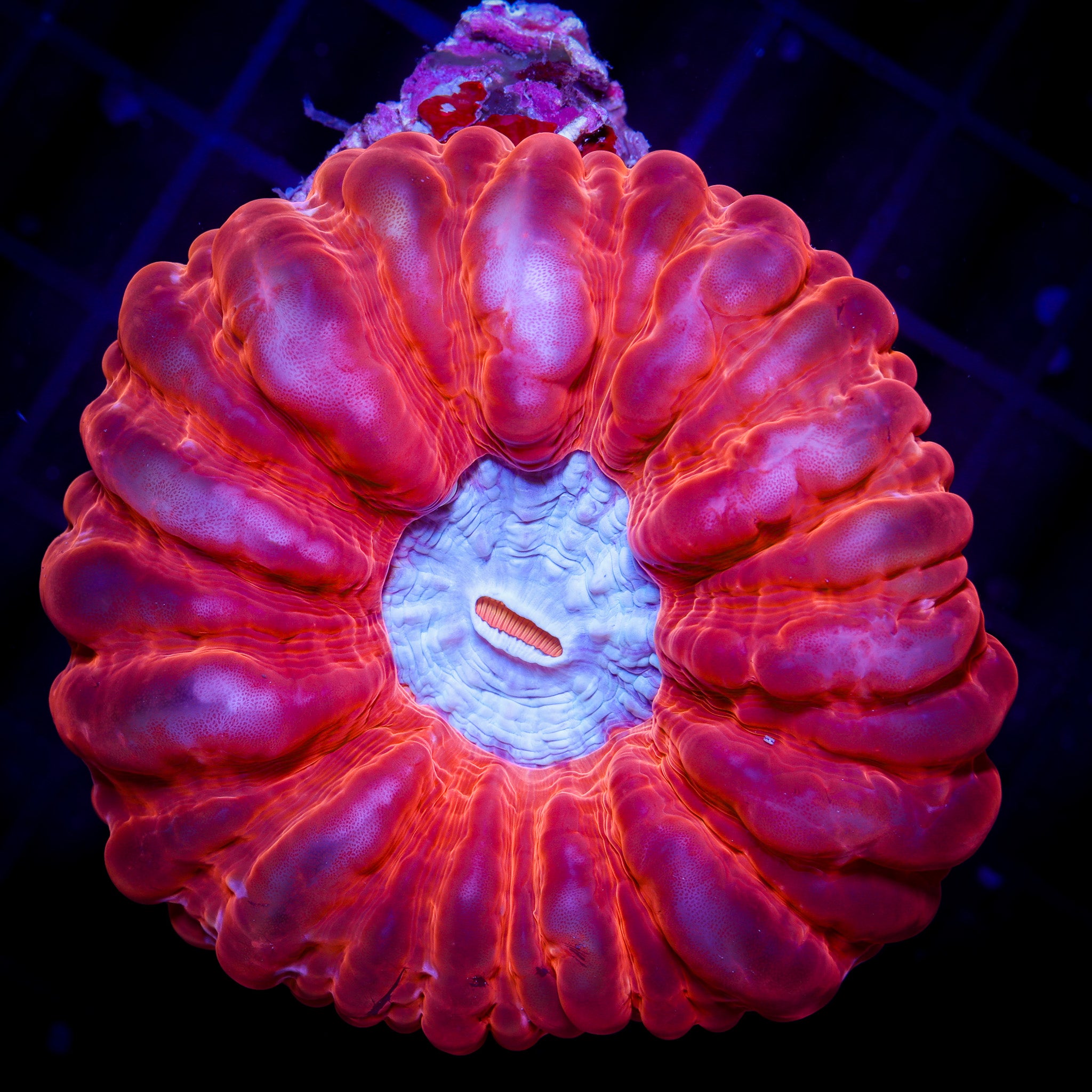 RUBY RED ULTRA CYNARINA