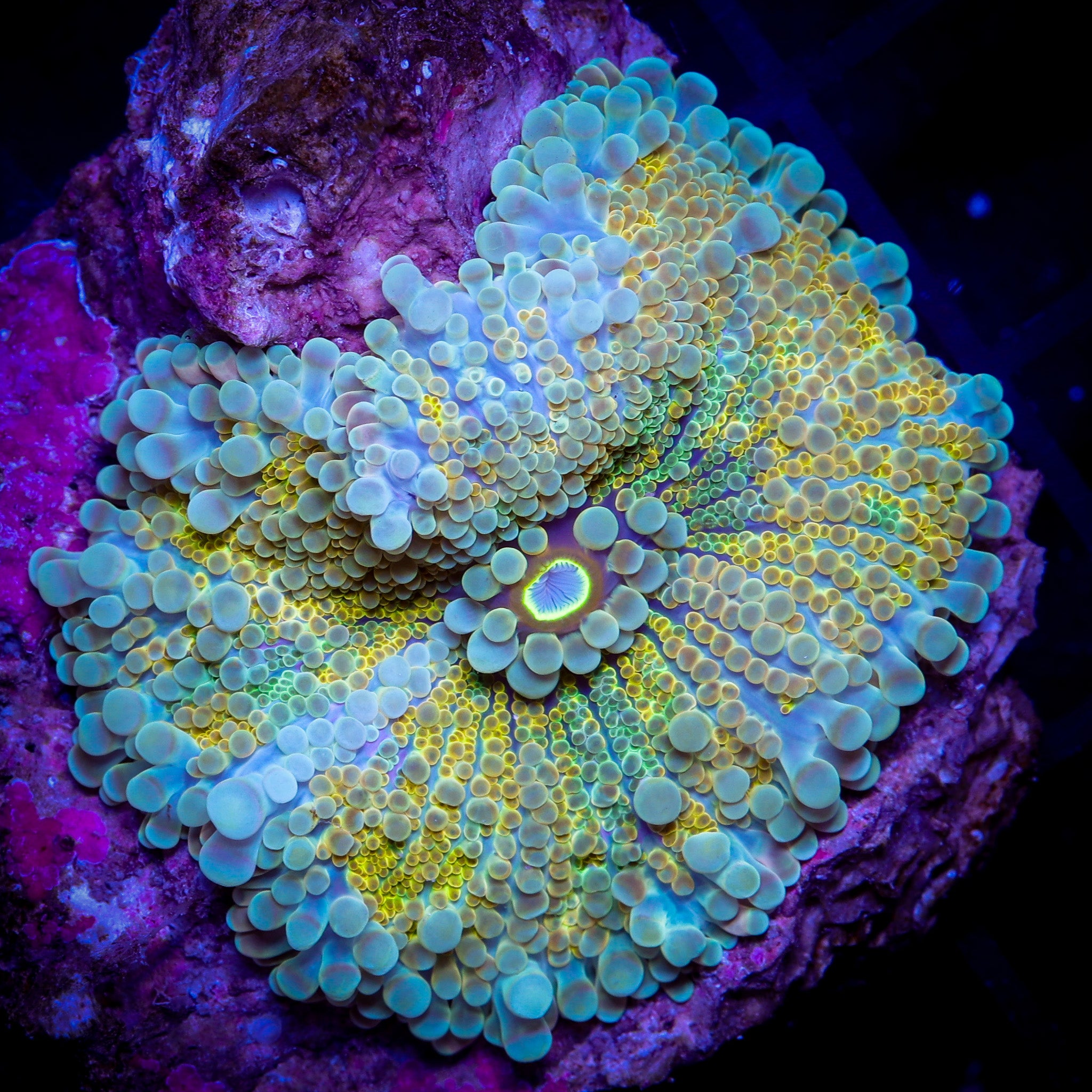 SHOCKWAVE YUMA RICORDEA