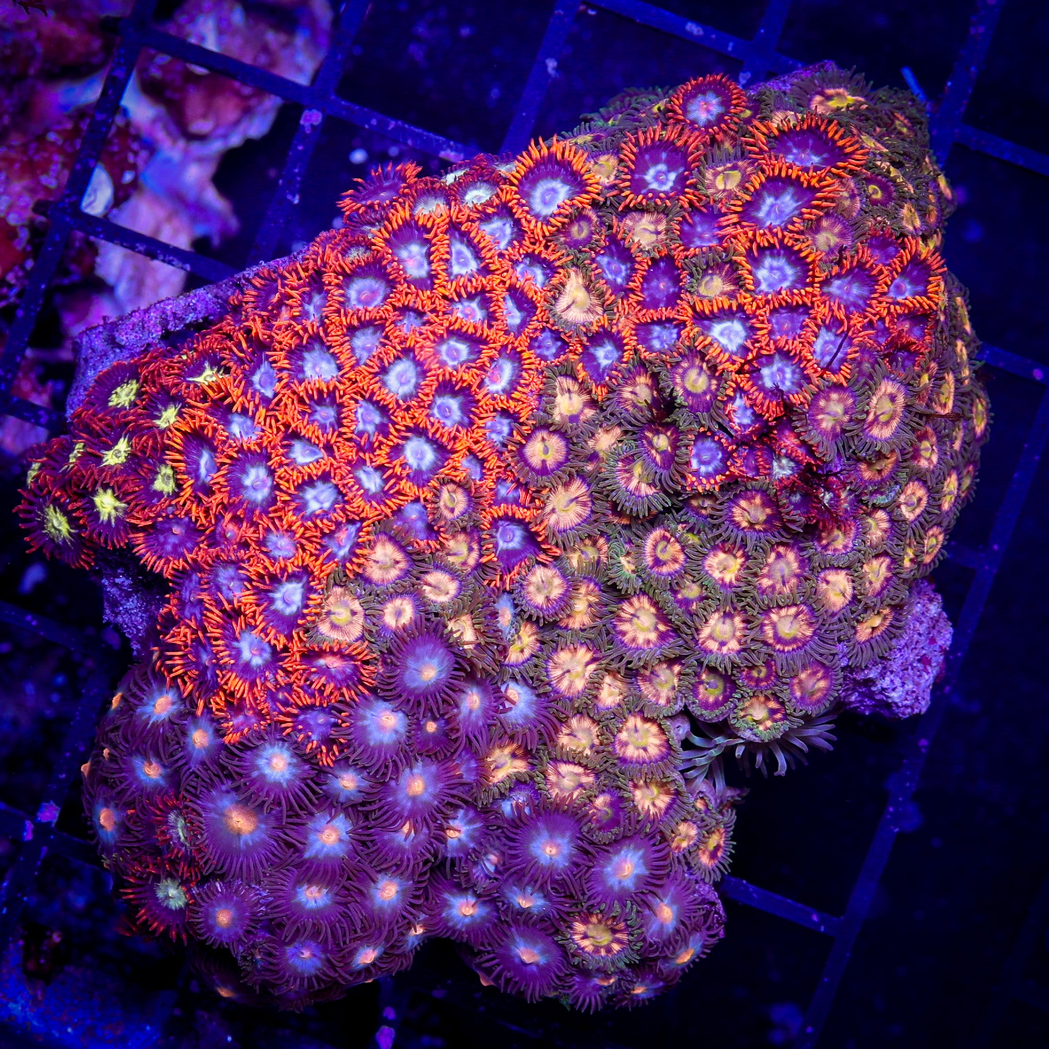 FIJI ZOA COMBO ROCK