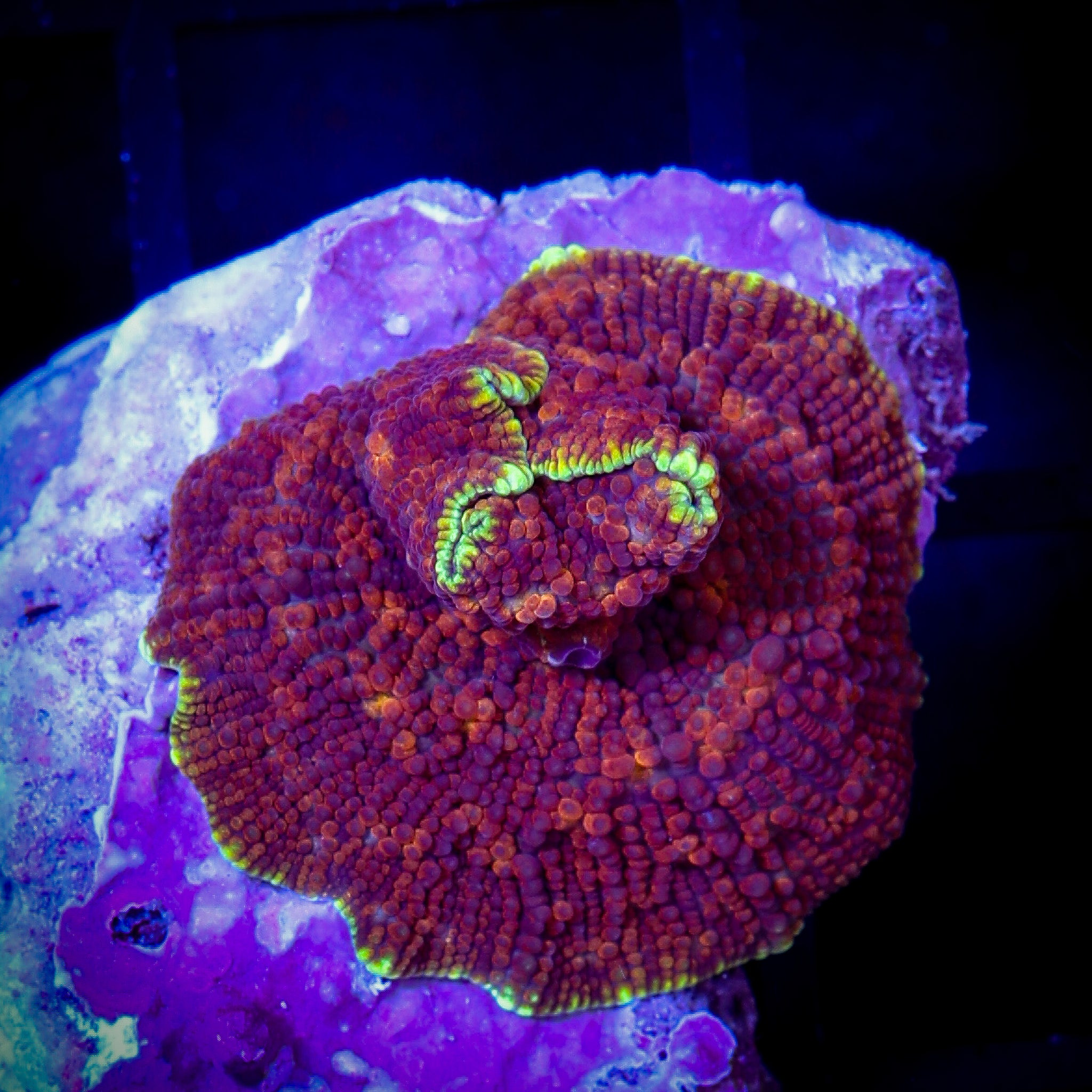 RADIOACTIVE NEON RIM MUSHROOM