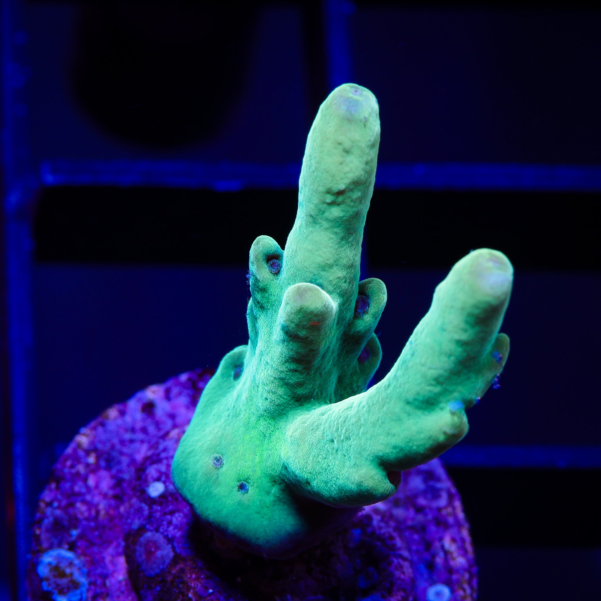 BLUEBERRY FIELD SMOOTH SKIN ACRO