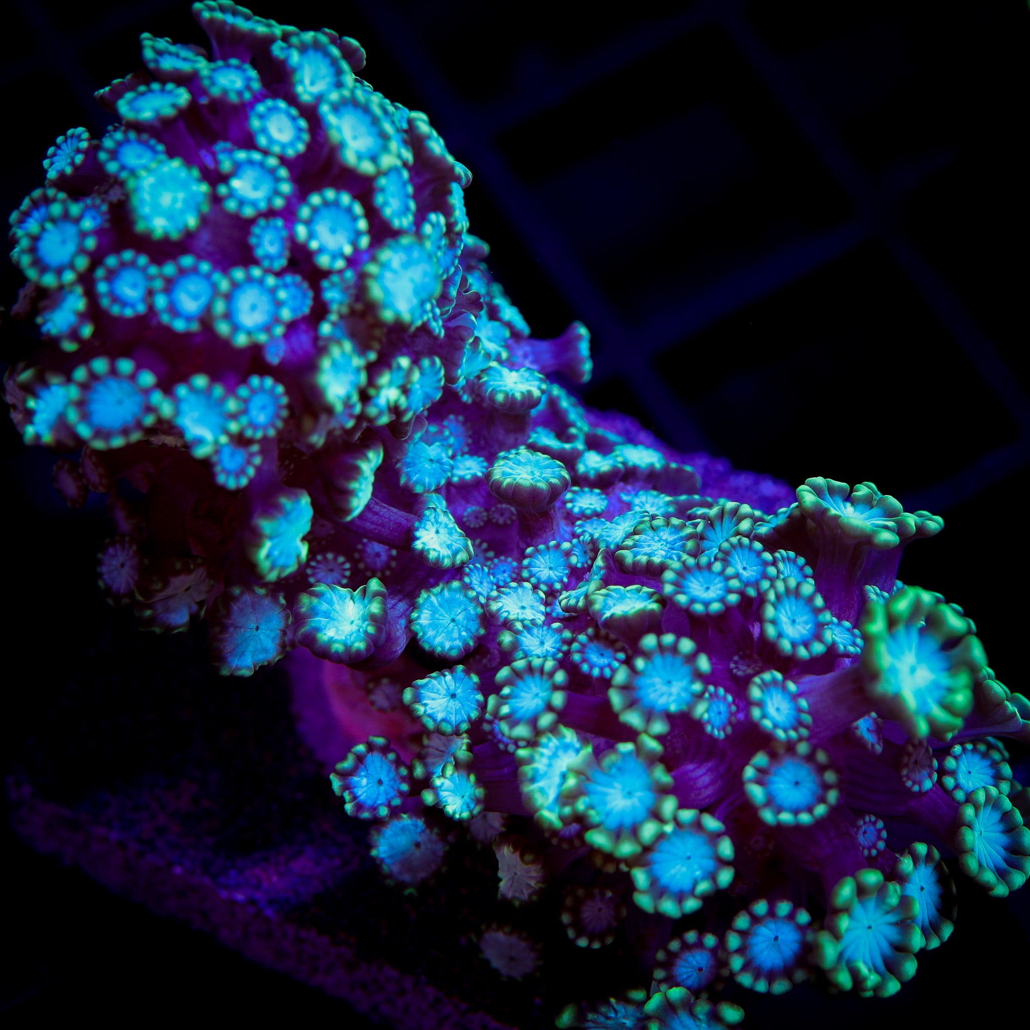 NEON BRANCHING ALVEOPORA