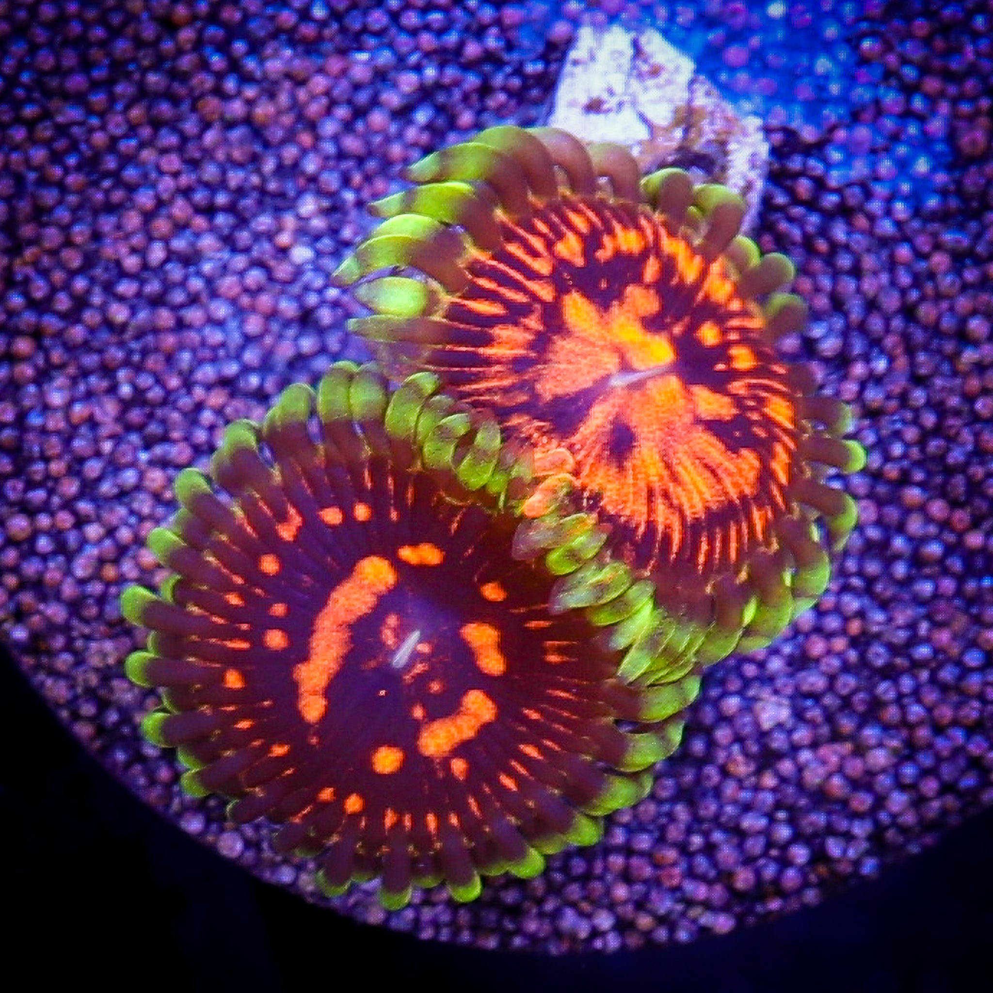 GRAND MASTER STRAT ZOA