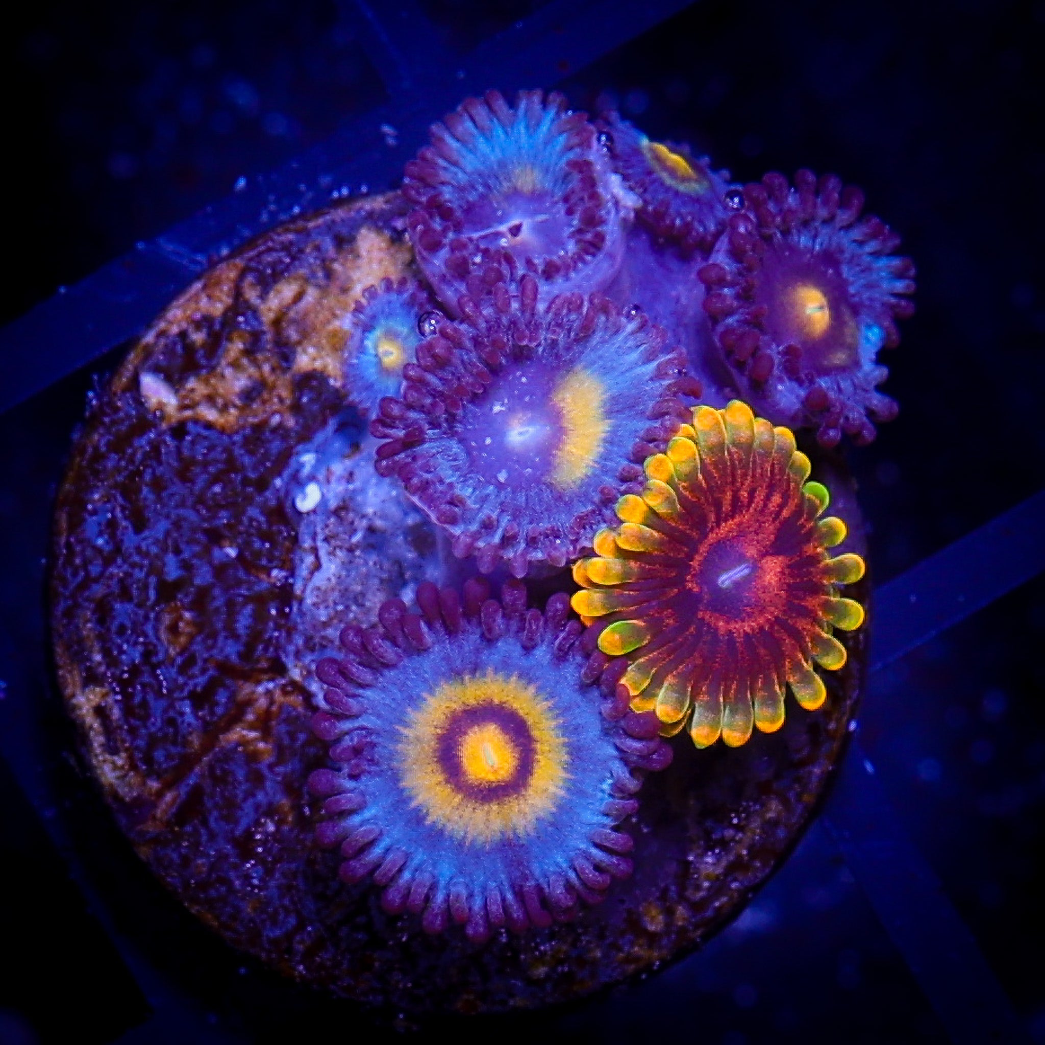 WOLVERINE/MINDTRICK ZOA COMBO