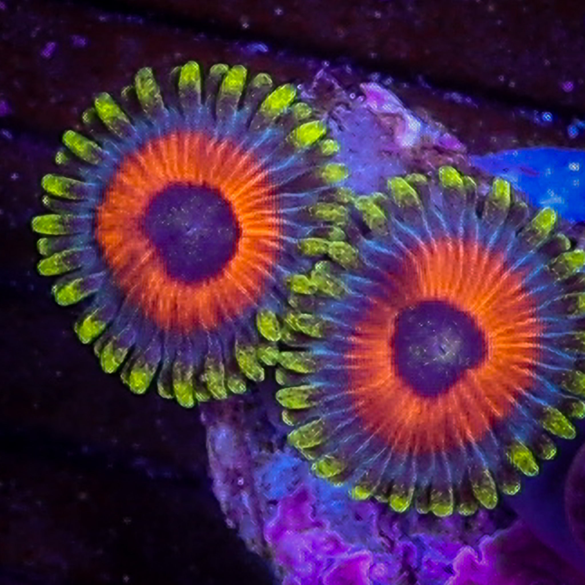 EAGLE EYE ZOA