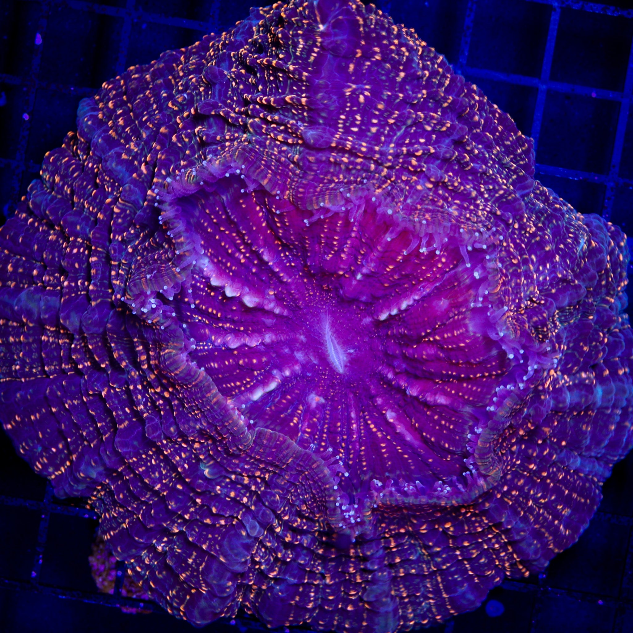 INTERSTELLAR ACANTHO