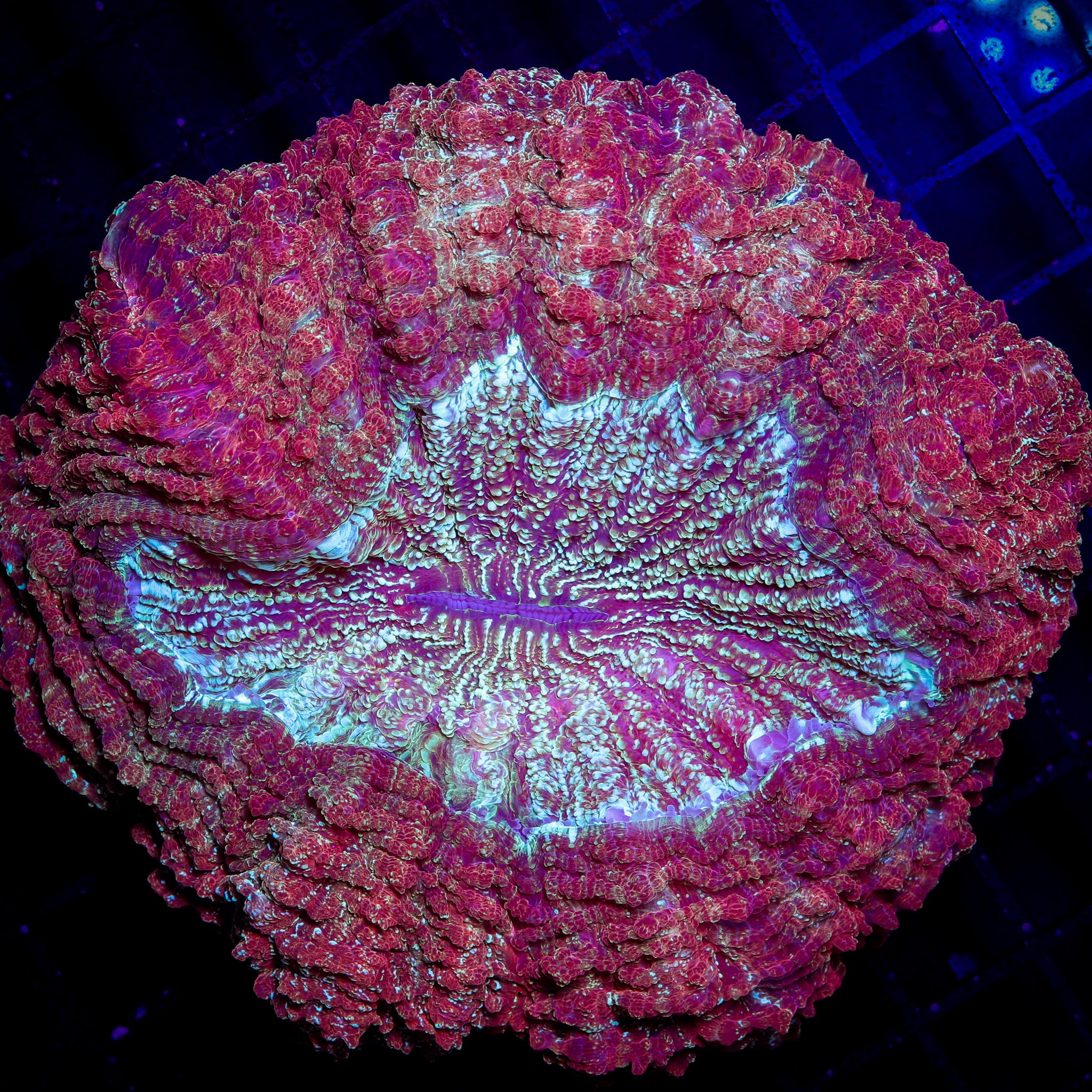 COSMIC FROSTBITE ACANTHO