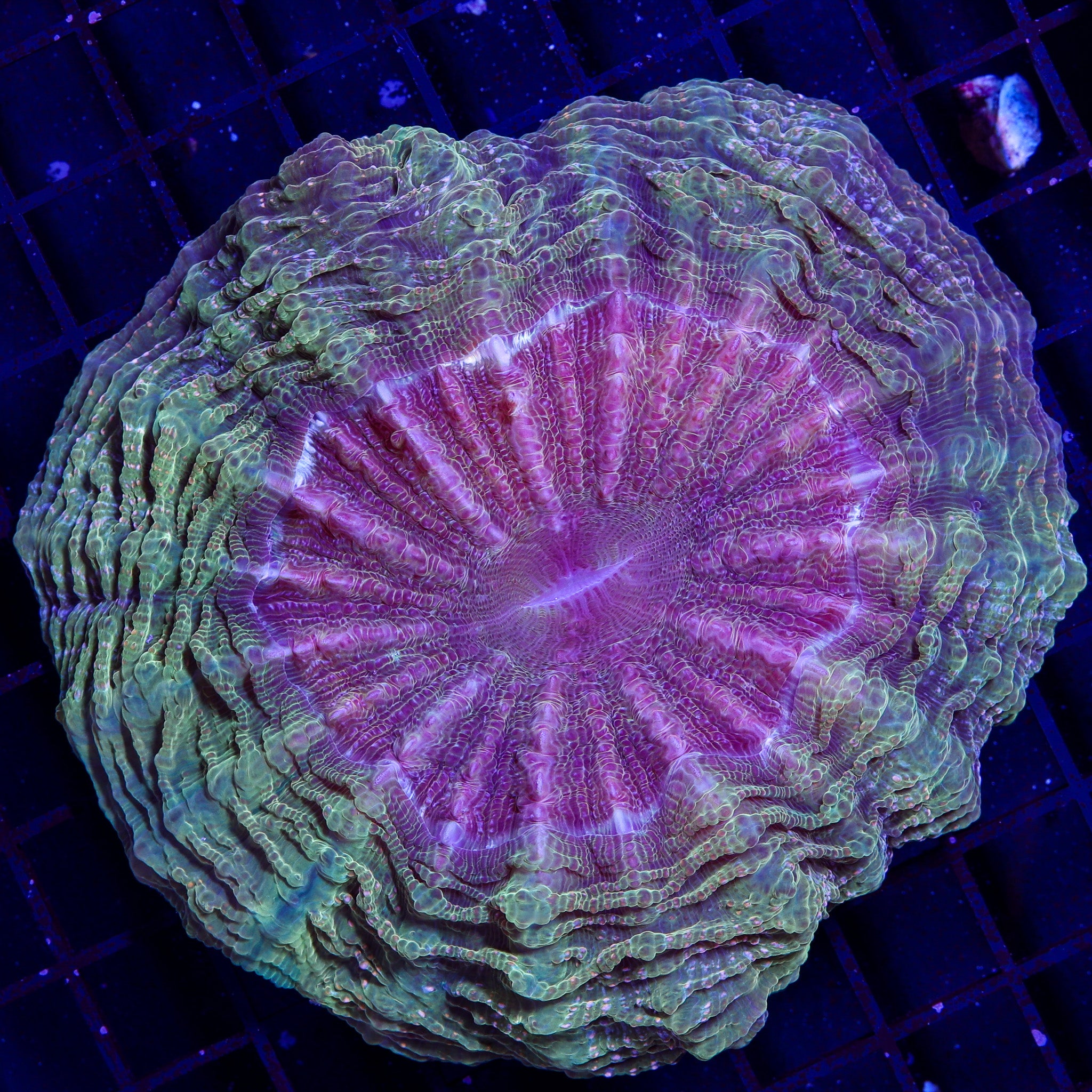 GOLD AND PINK ACANTHO