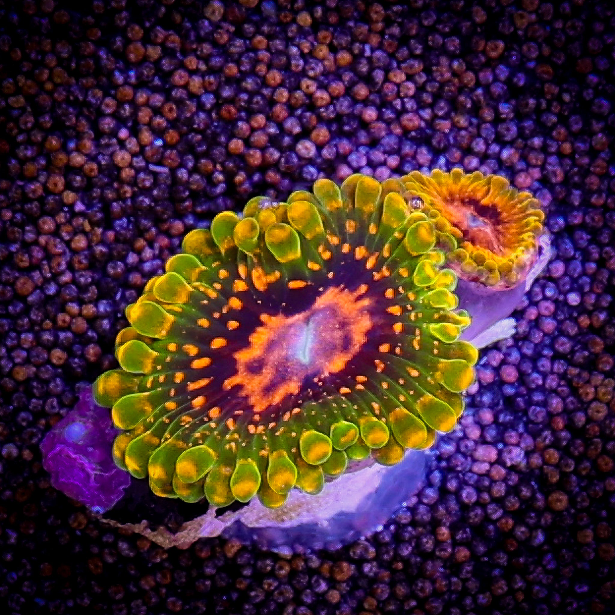 GRANDMASTER KRAKATOA ZOA