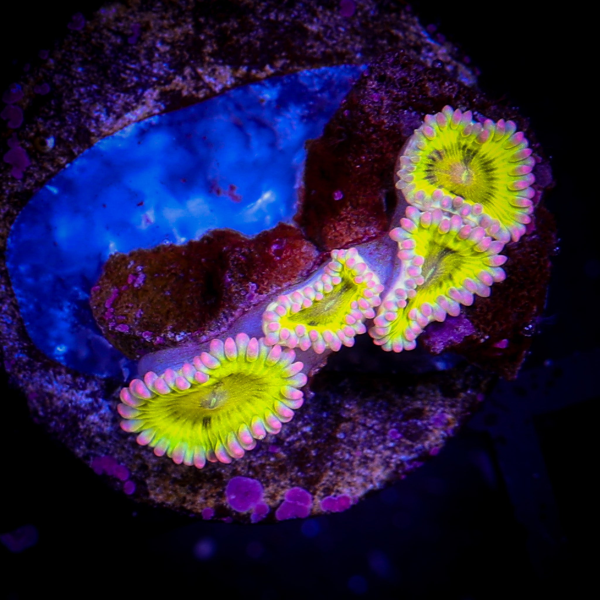 PINK CHIQUITA ZOA