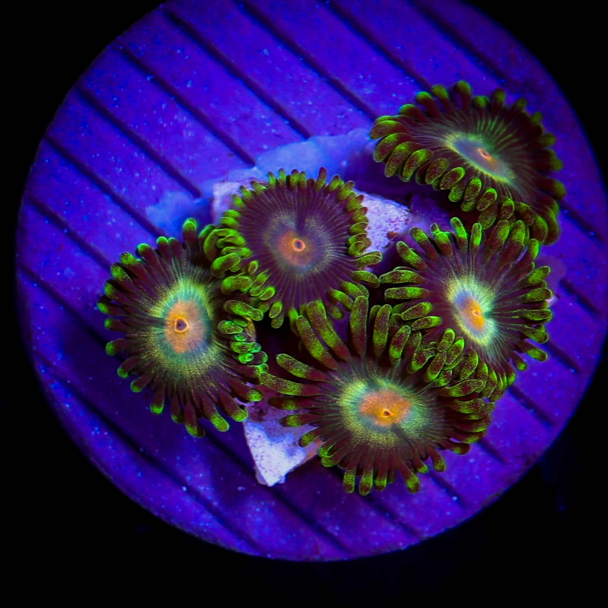 BIRDS OF PREY ZOA