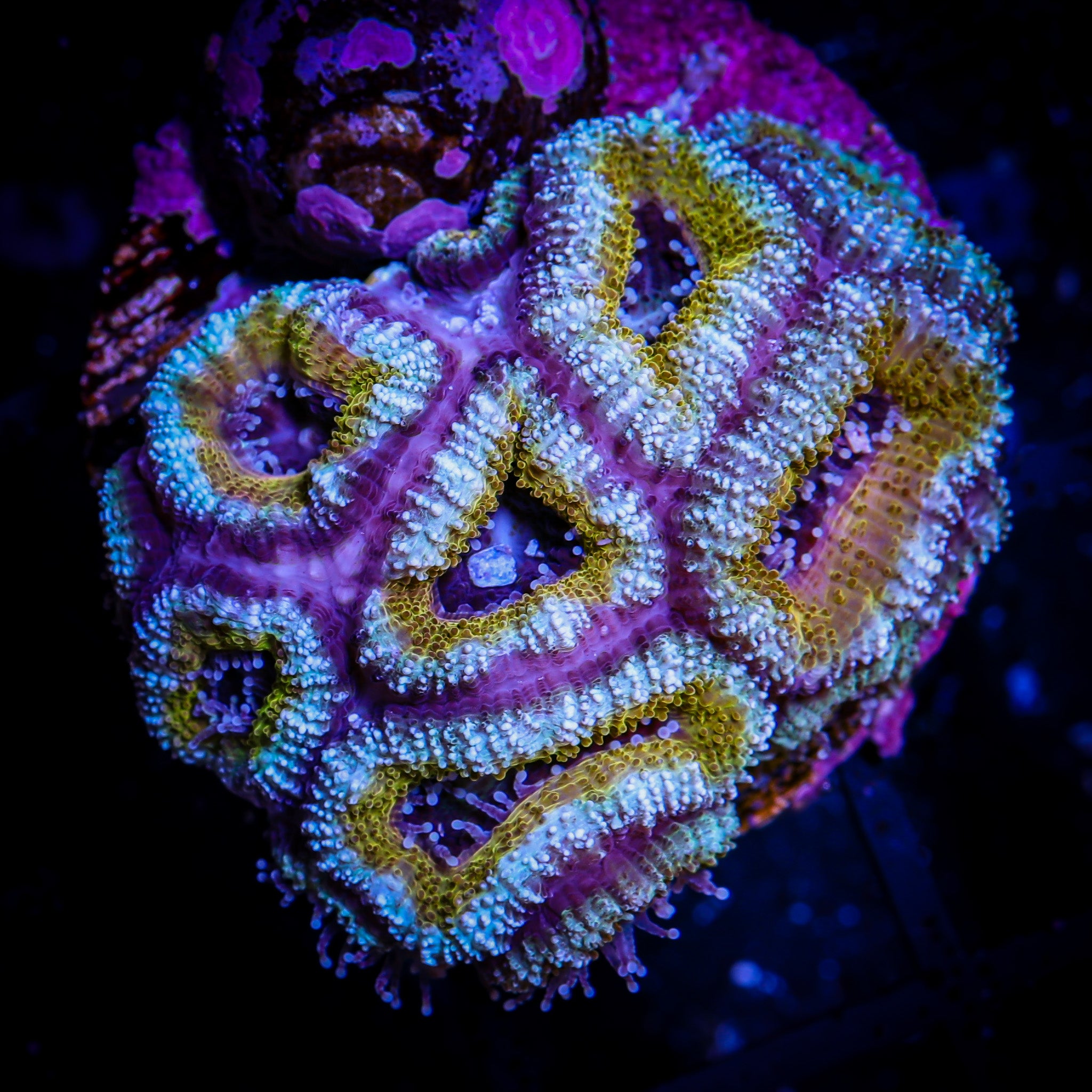 GOLD ULTRA ACAN