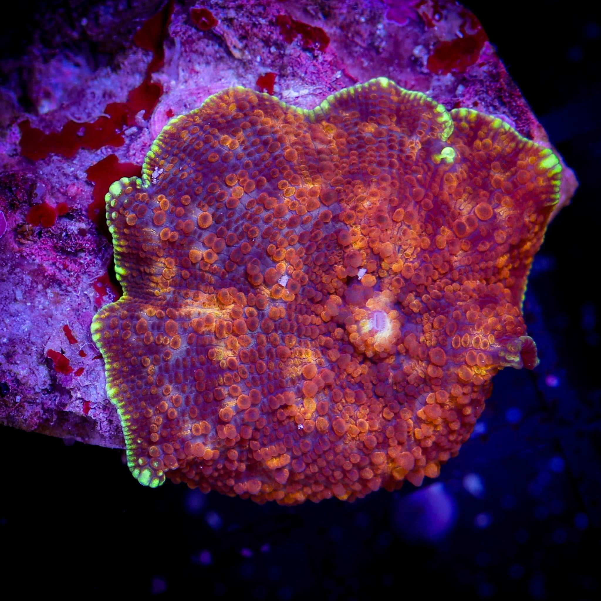 RADIOACTIVE NEON RIM MUSHROOM