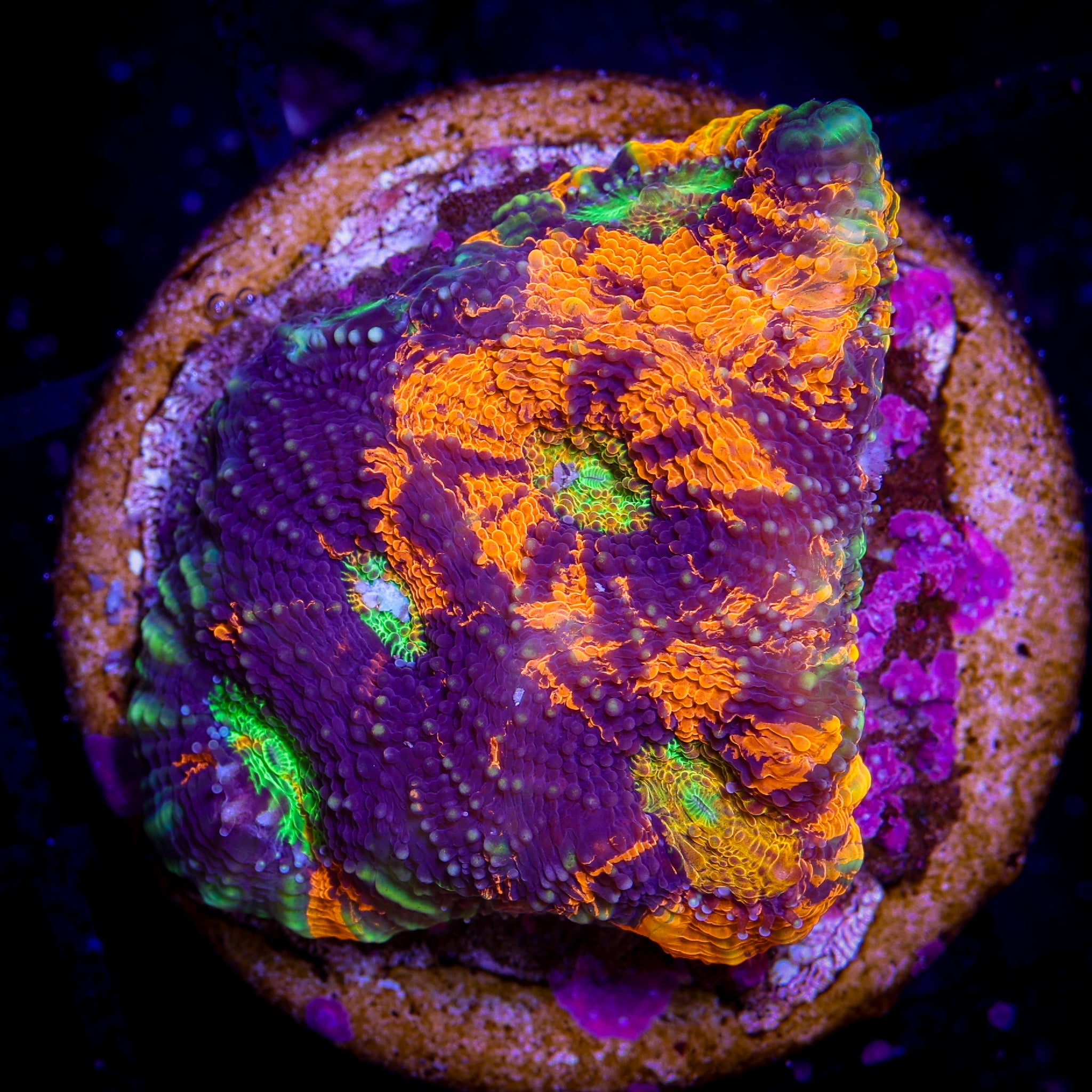 NEON TIGER ACAN ECHINATA