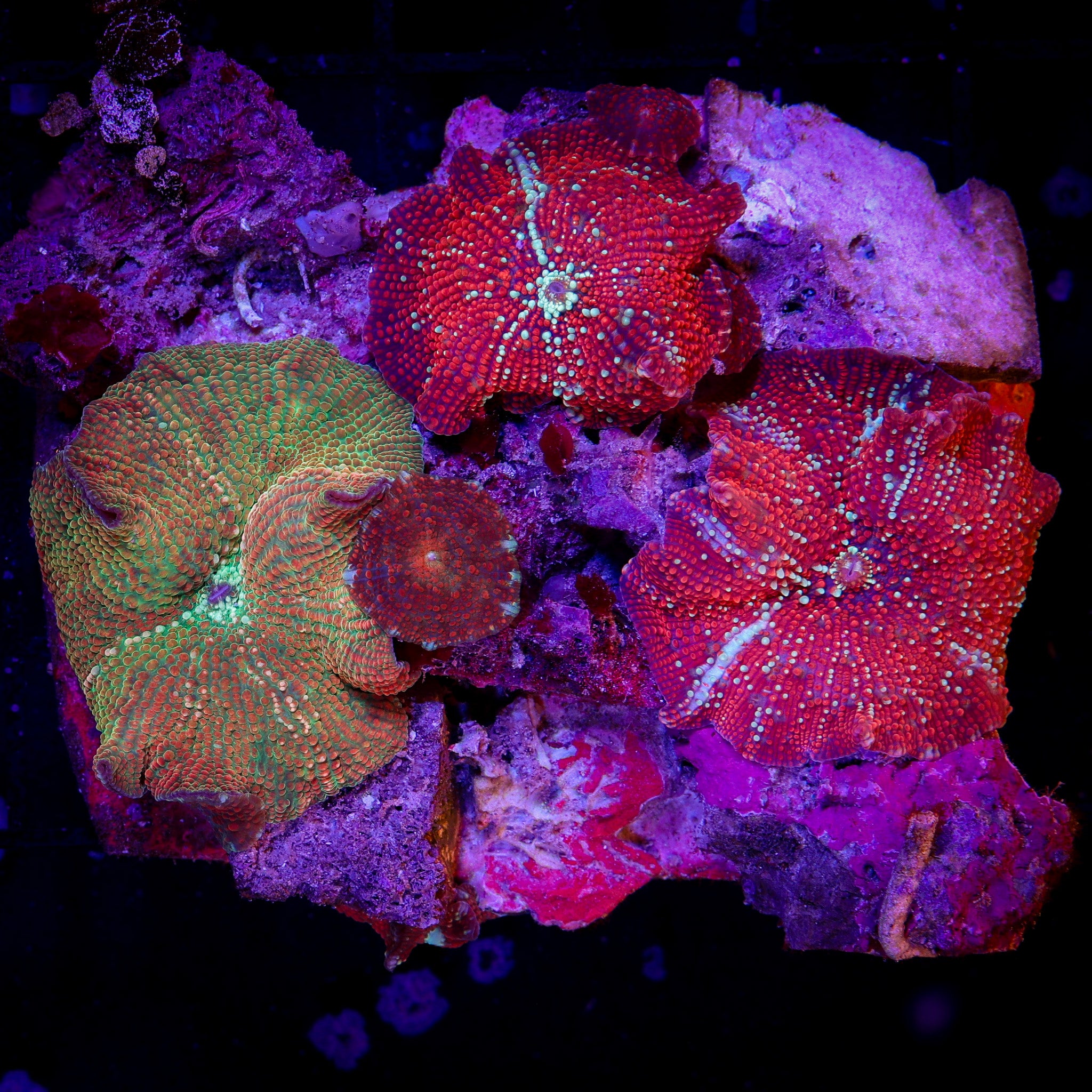 RED GALACTIC/GOLDEN SUNSET MUSHROOM COLONY