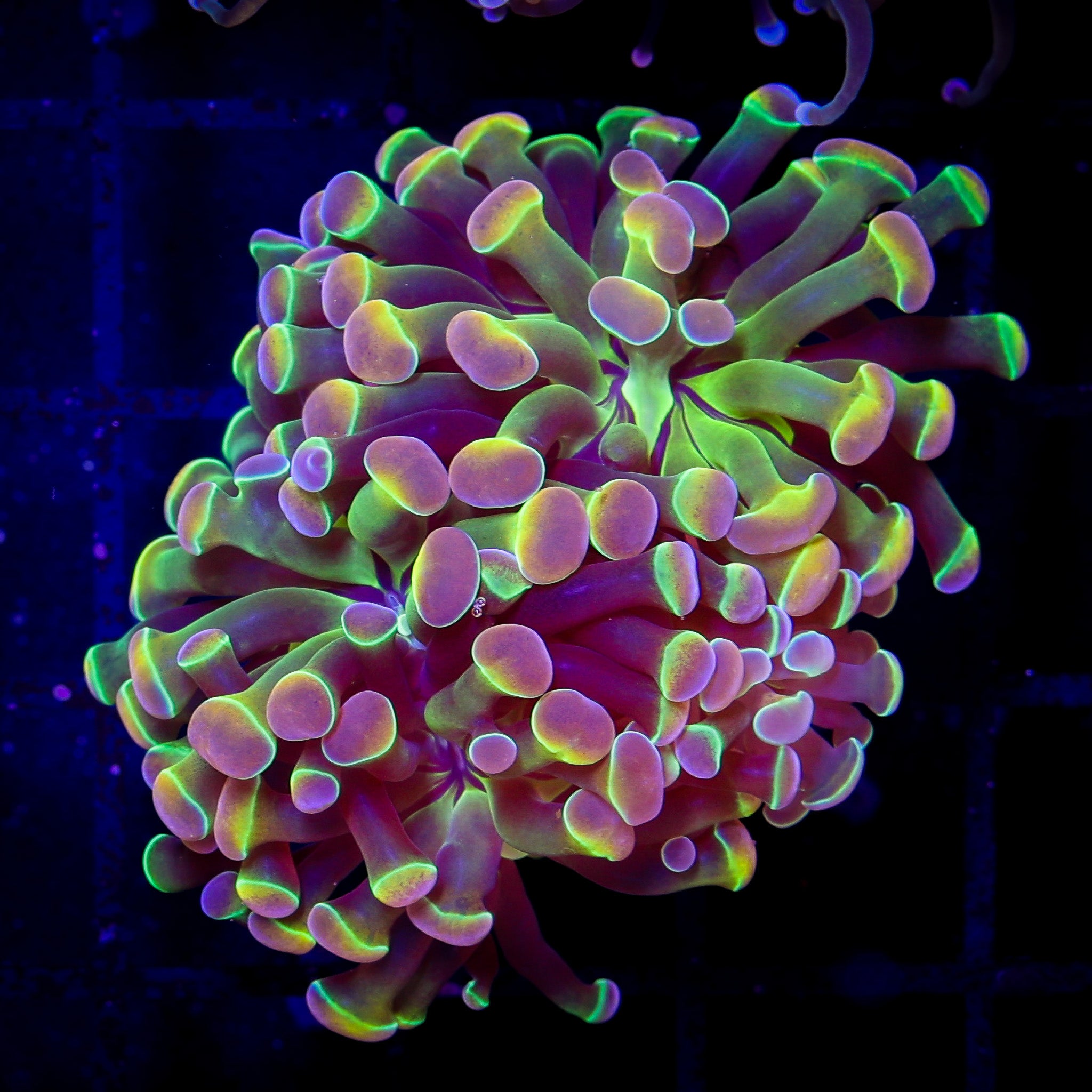 CK OG HOLOGRAM BRANCHING HAMMER