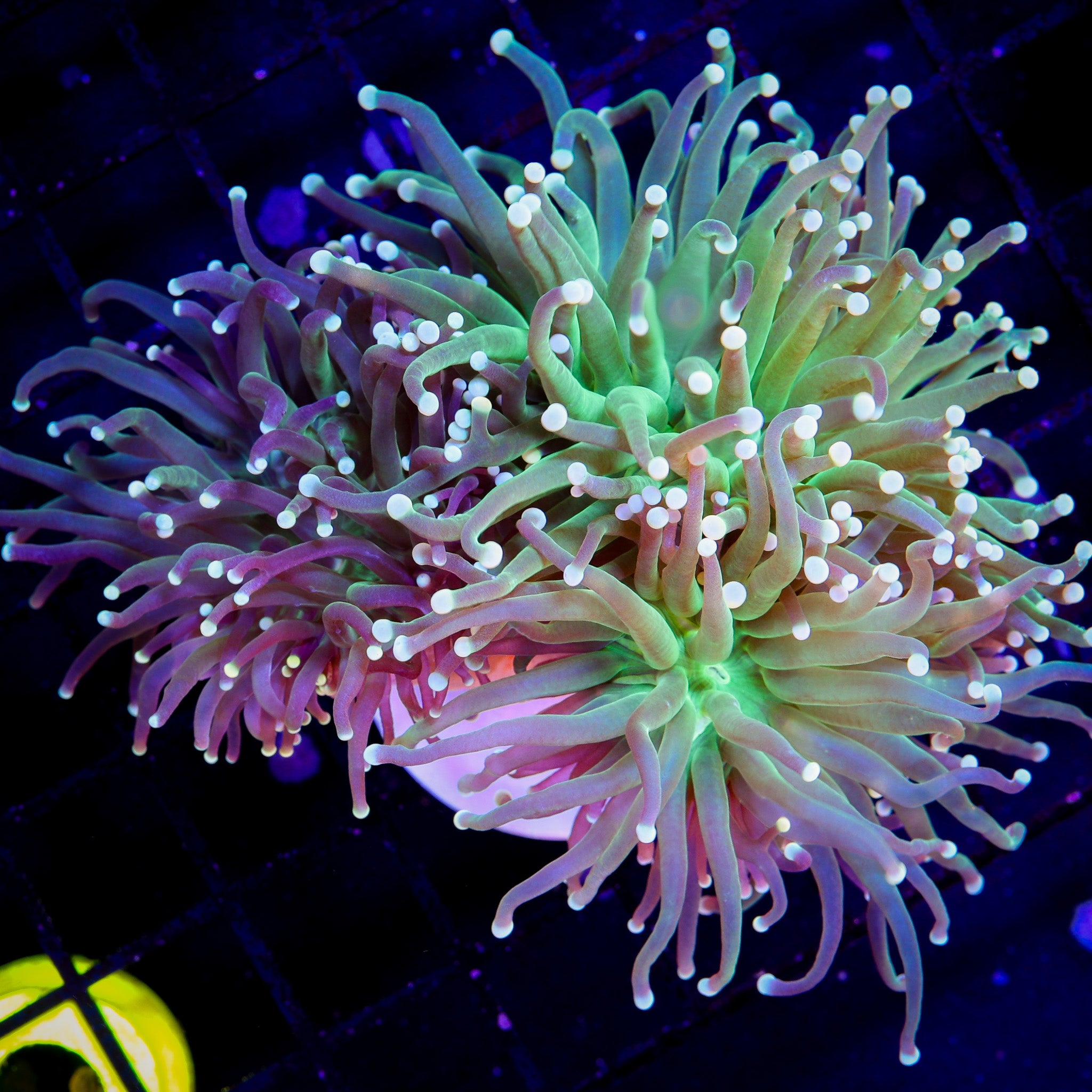 TRG BI-COLOR JADE TORCH