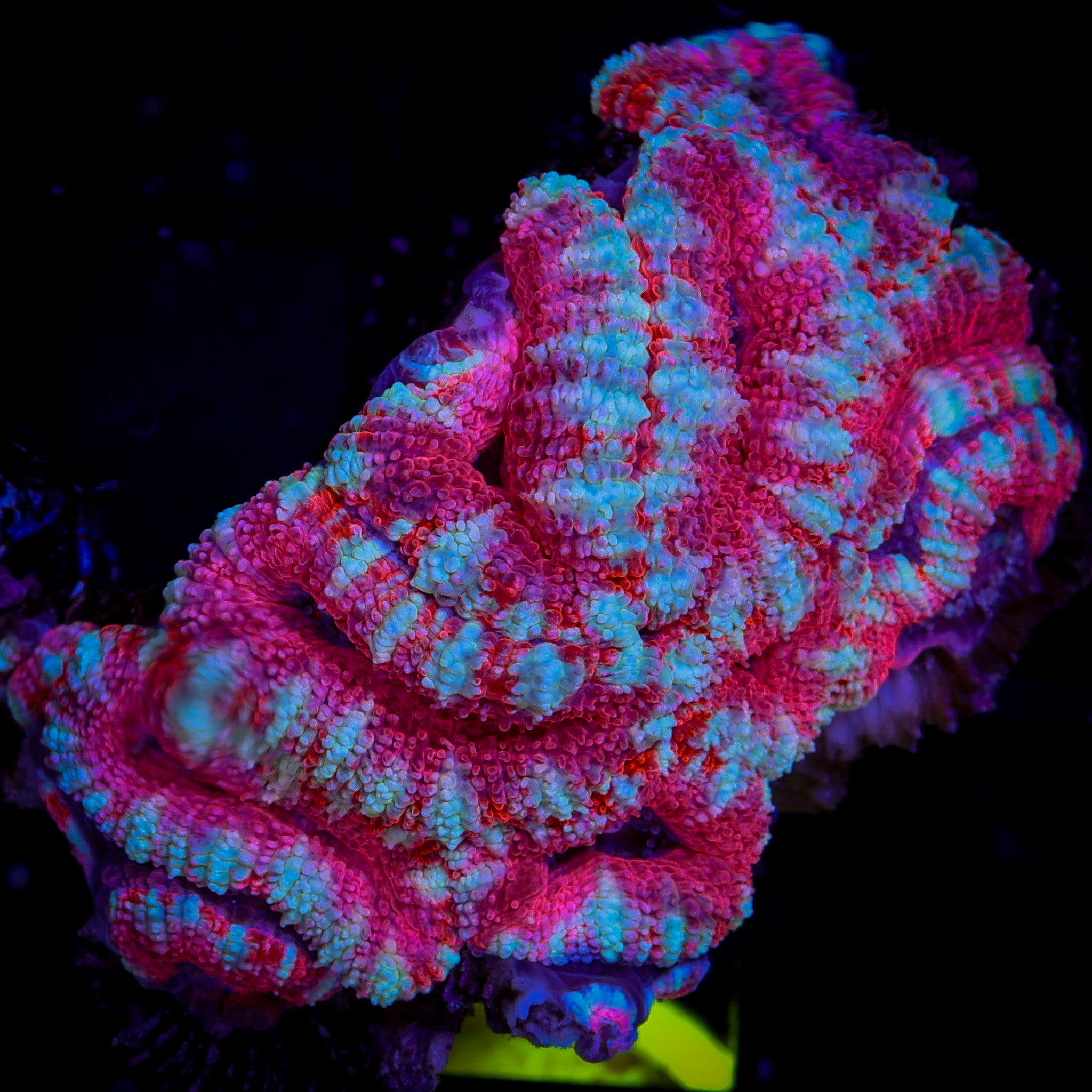 ULTRA ACAN