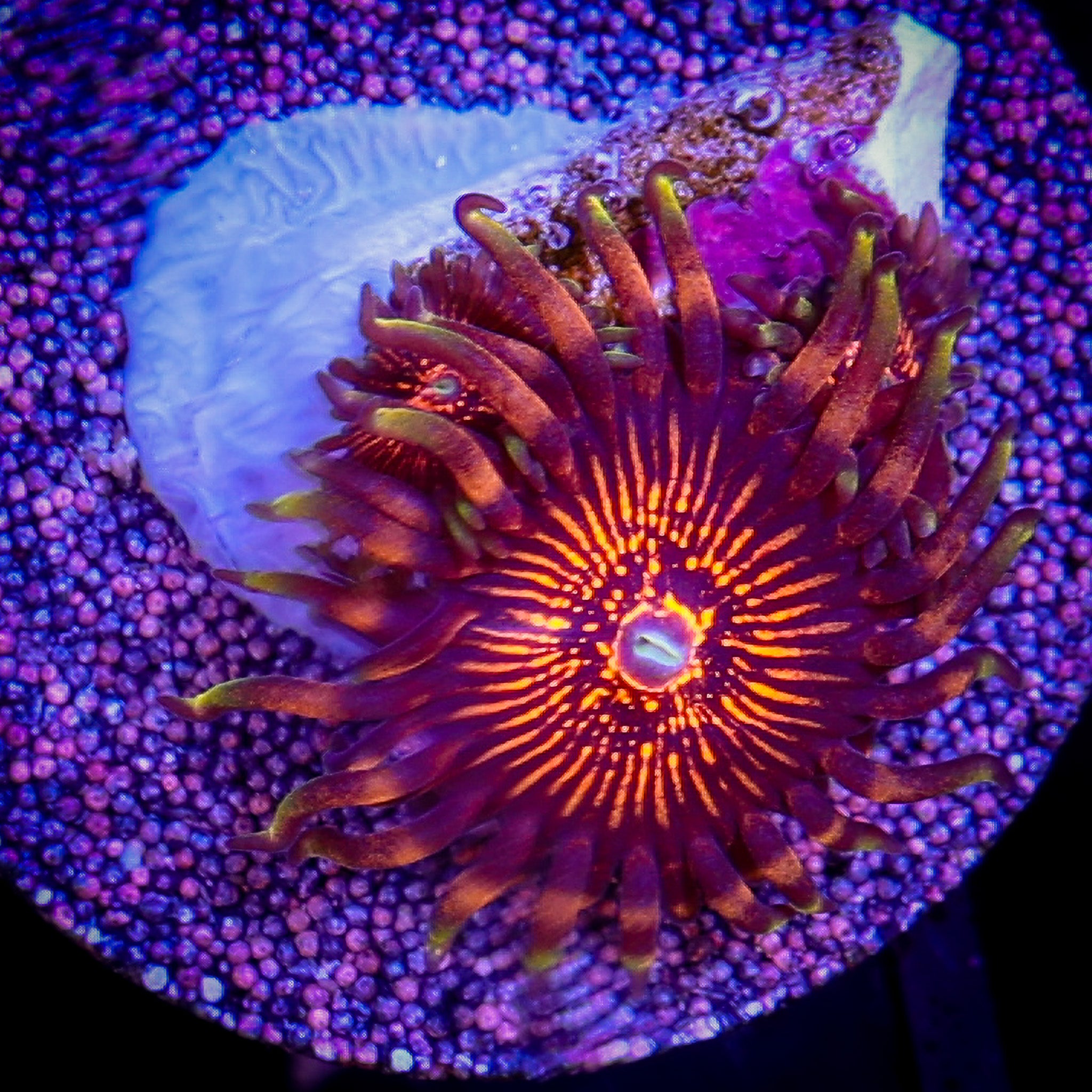 NIGHTMARE ZOA - VARIANT