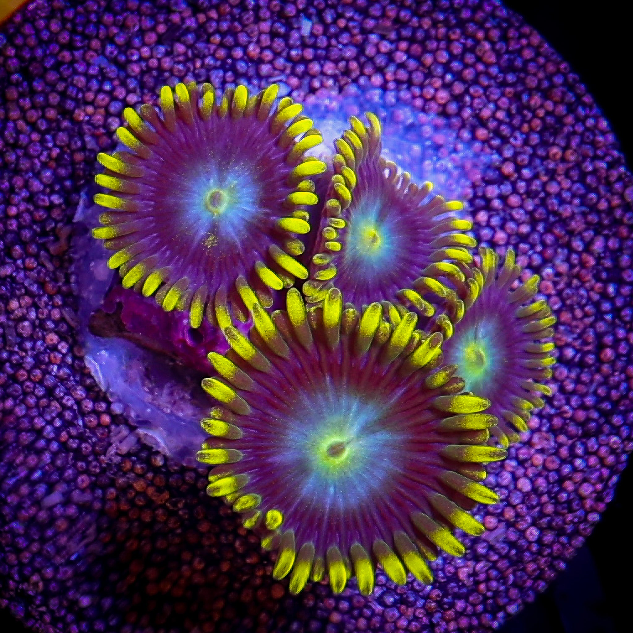 RADIOACTIVE DRAGON EYE ZOA