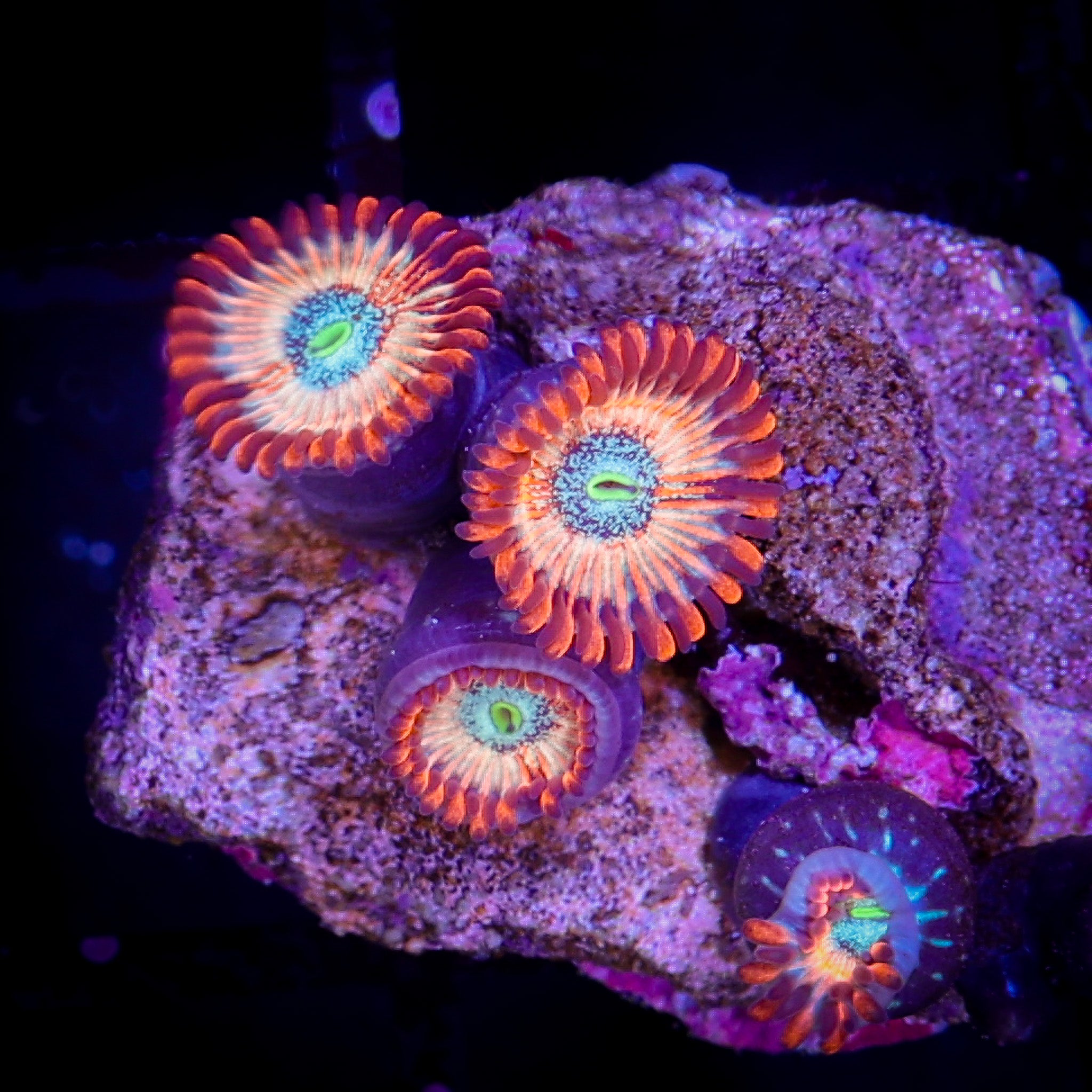 PINK ZOMBIE ZOA