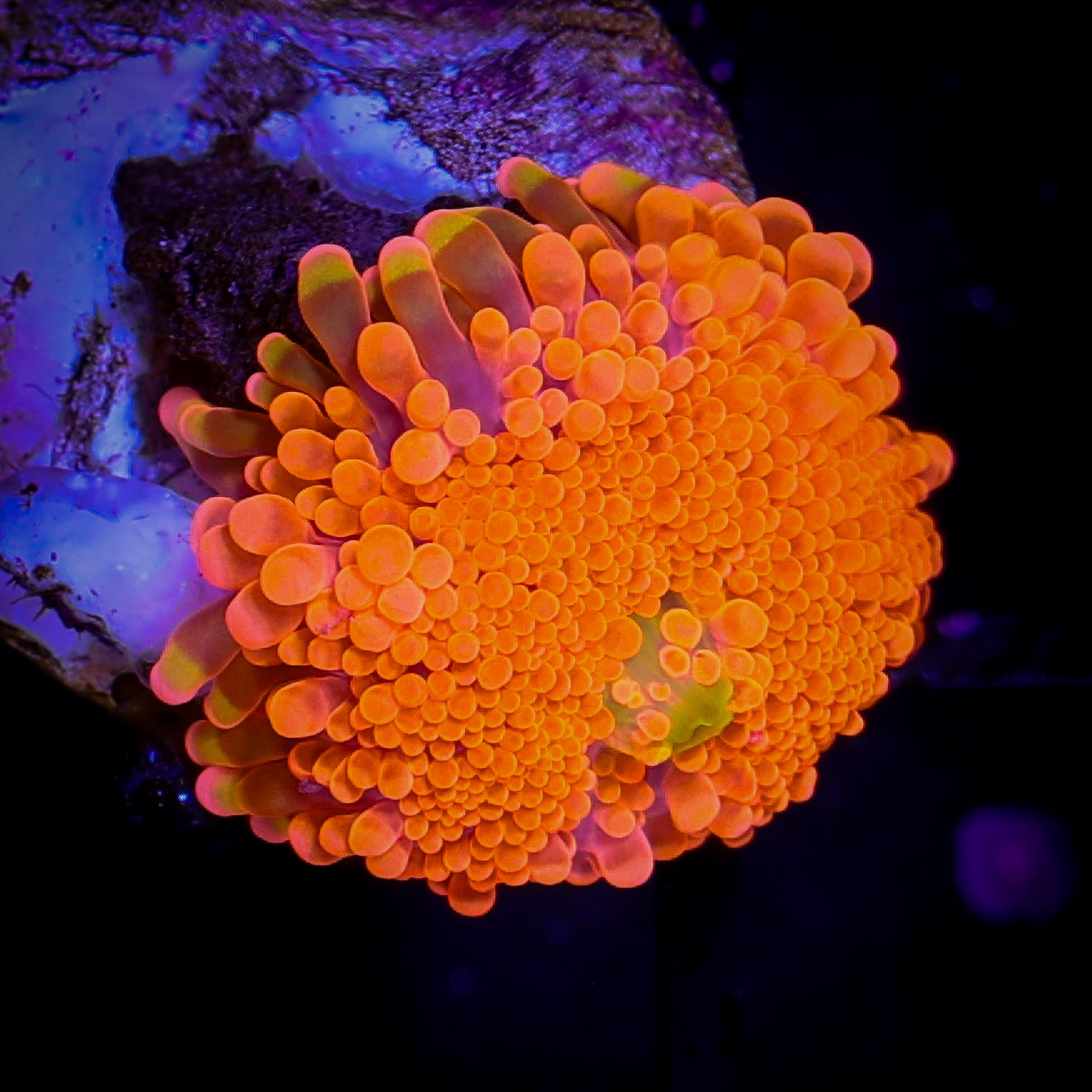 SUNSET YUMA RICORDIA