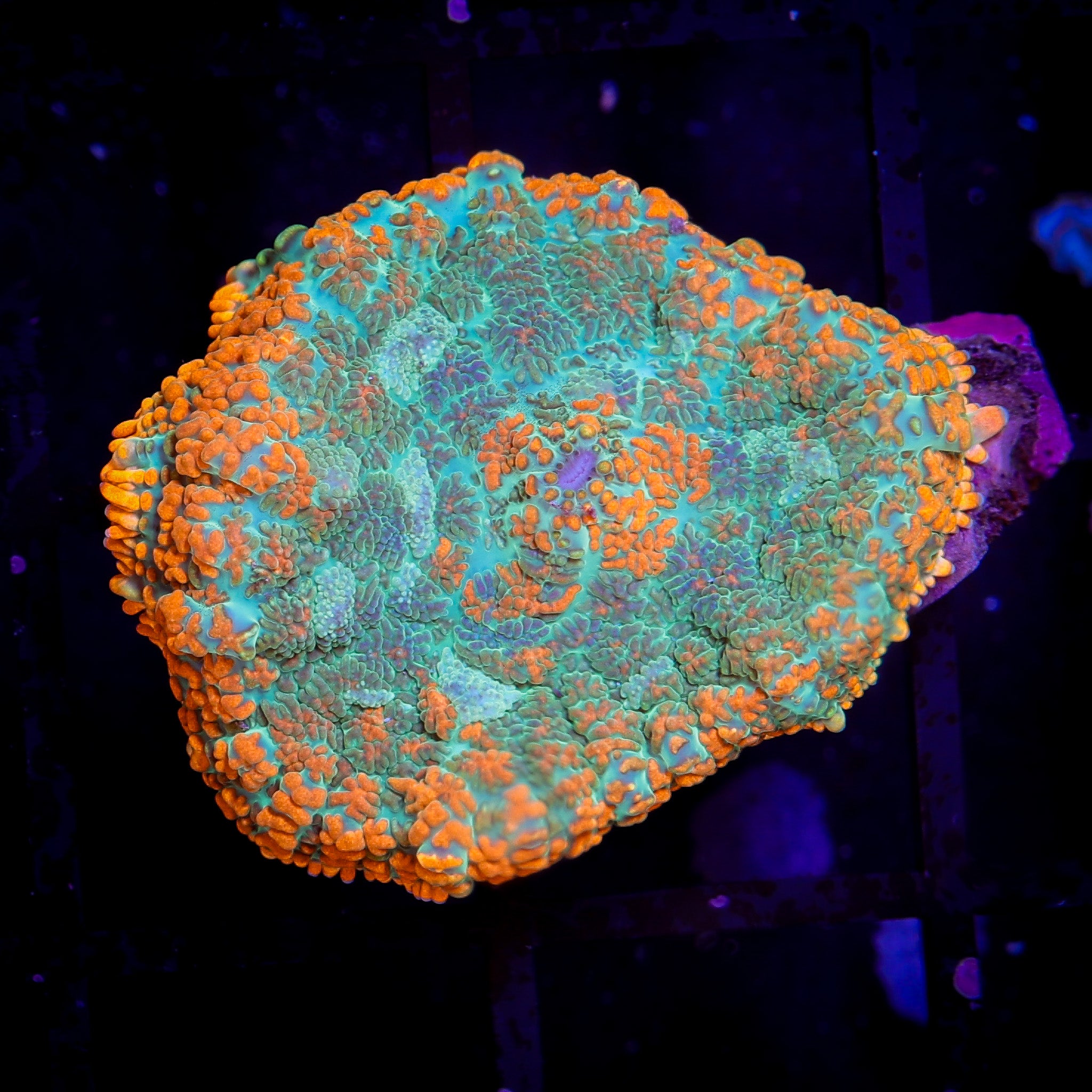 FOREST FIRE RHODACTIS MUSHROOM