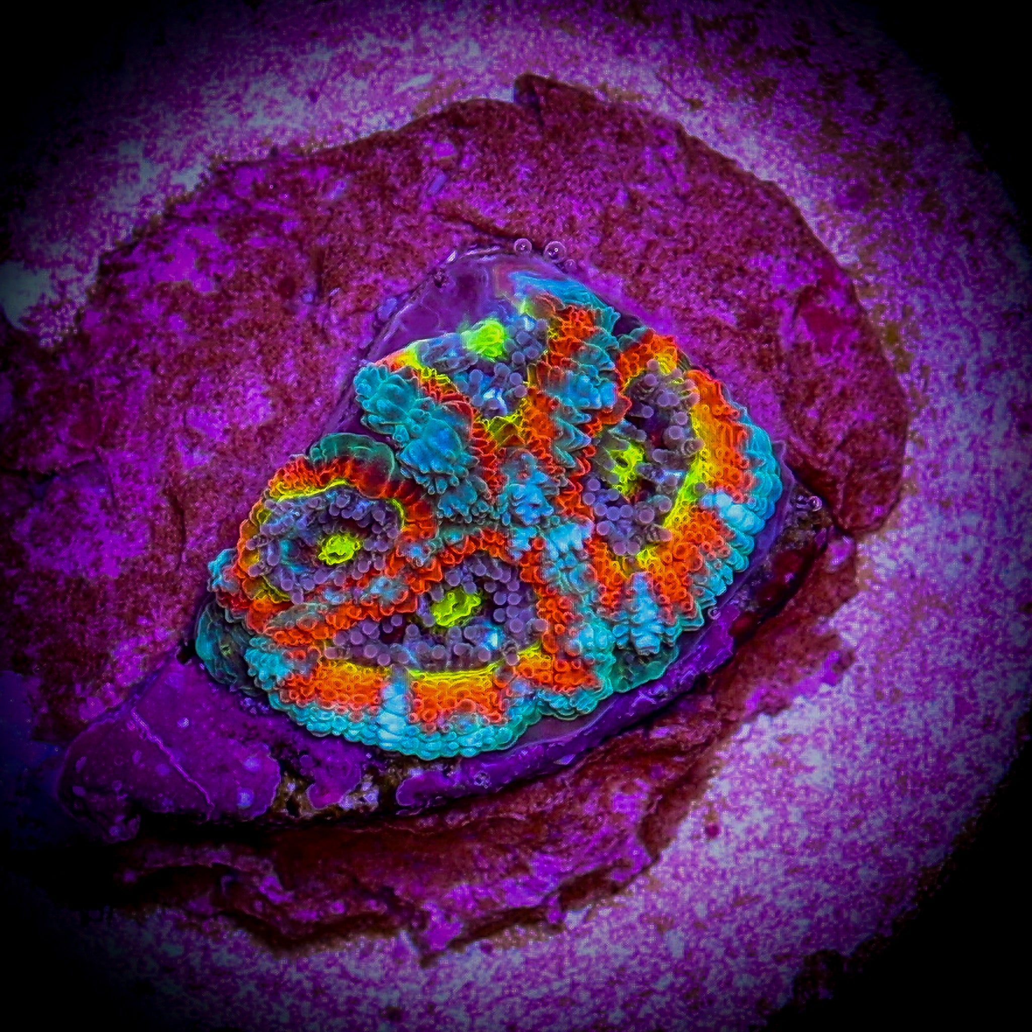 HOLY GRAIL MICROMUSA