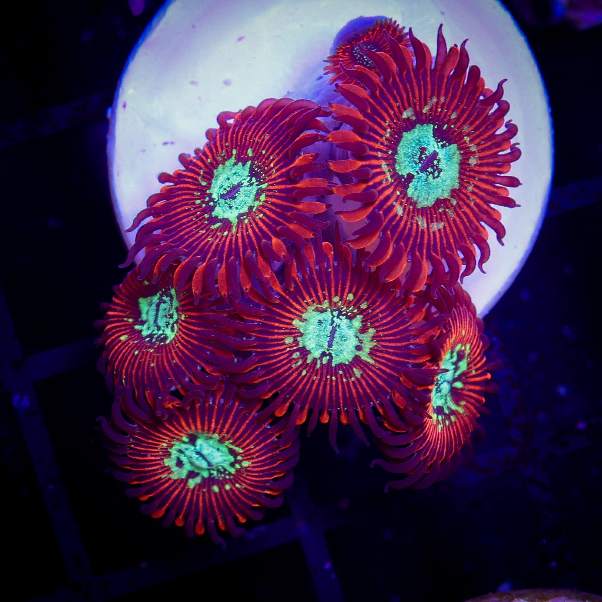 MAGICIAN ZOA