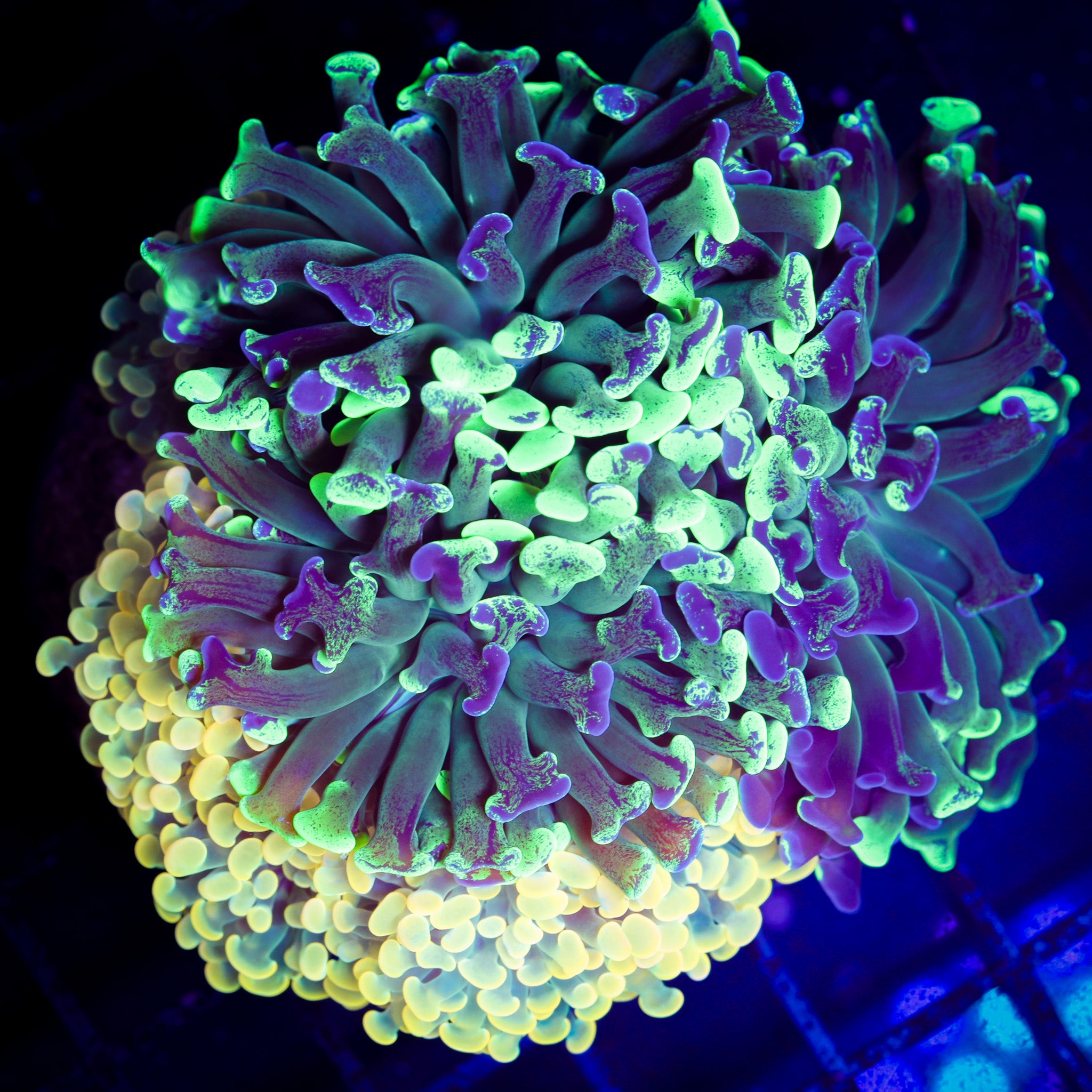 BRANCHING HAMMER GARDEN