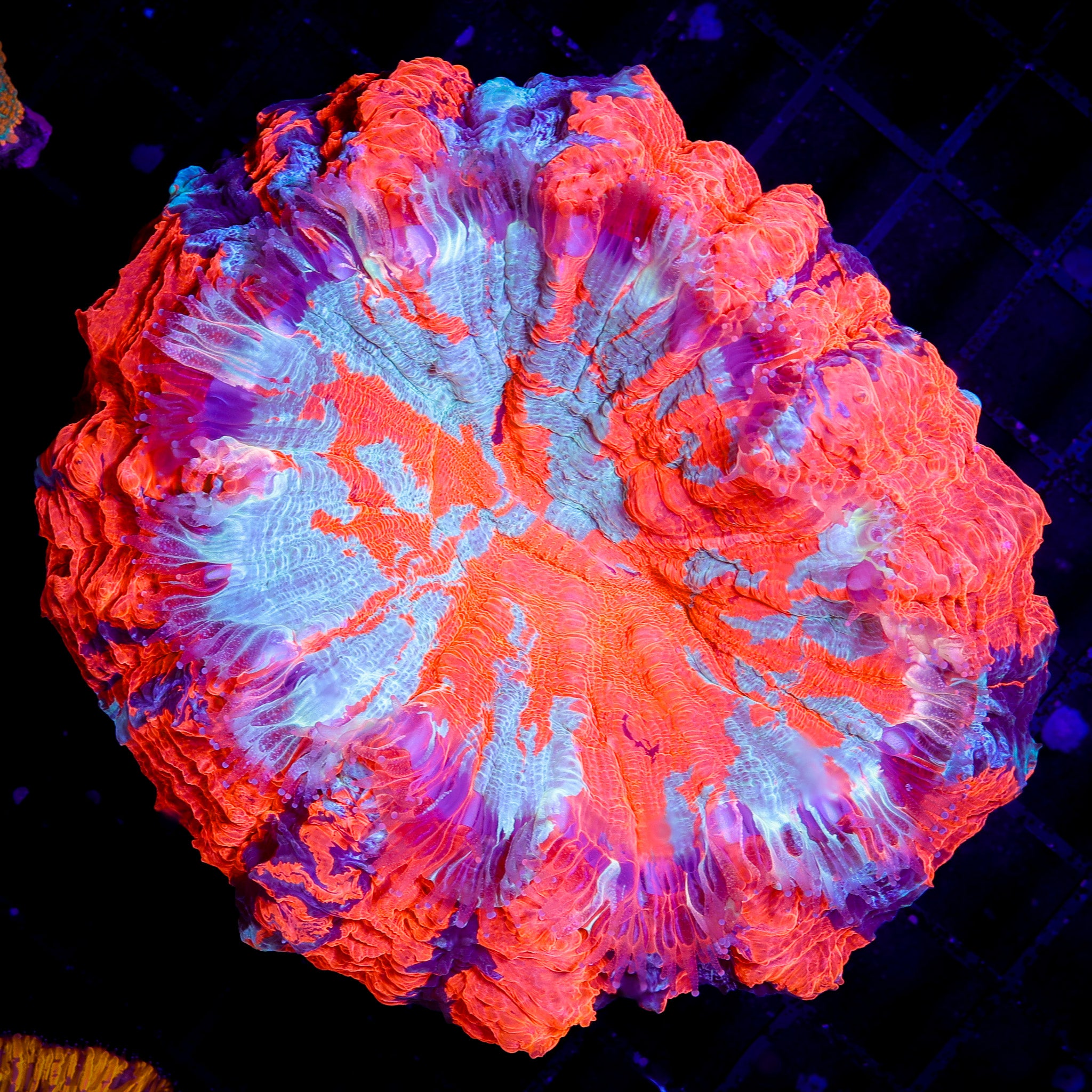 ULTRA SUPERMAN ACANTHO