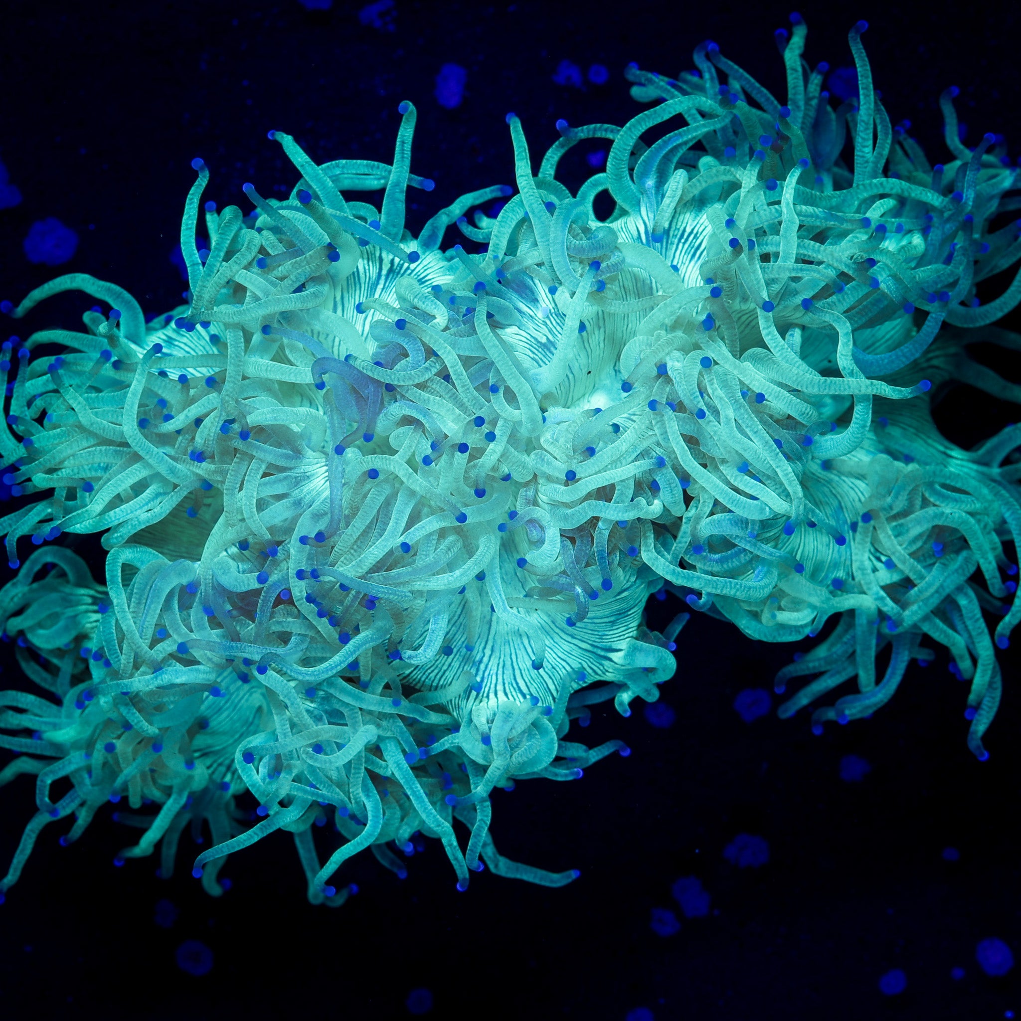 INDO ULTRA BLUE TIP ELEGANCE