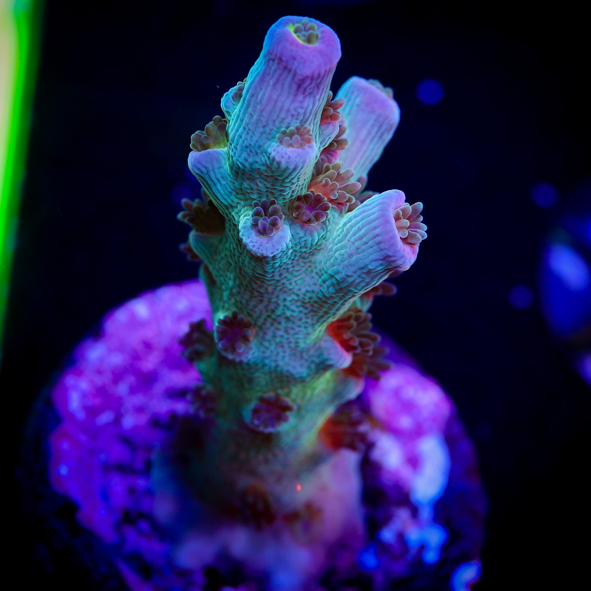 ULTRA SMOOTH SKIN ACRO