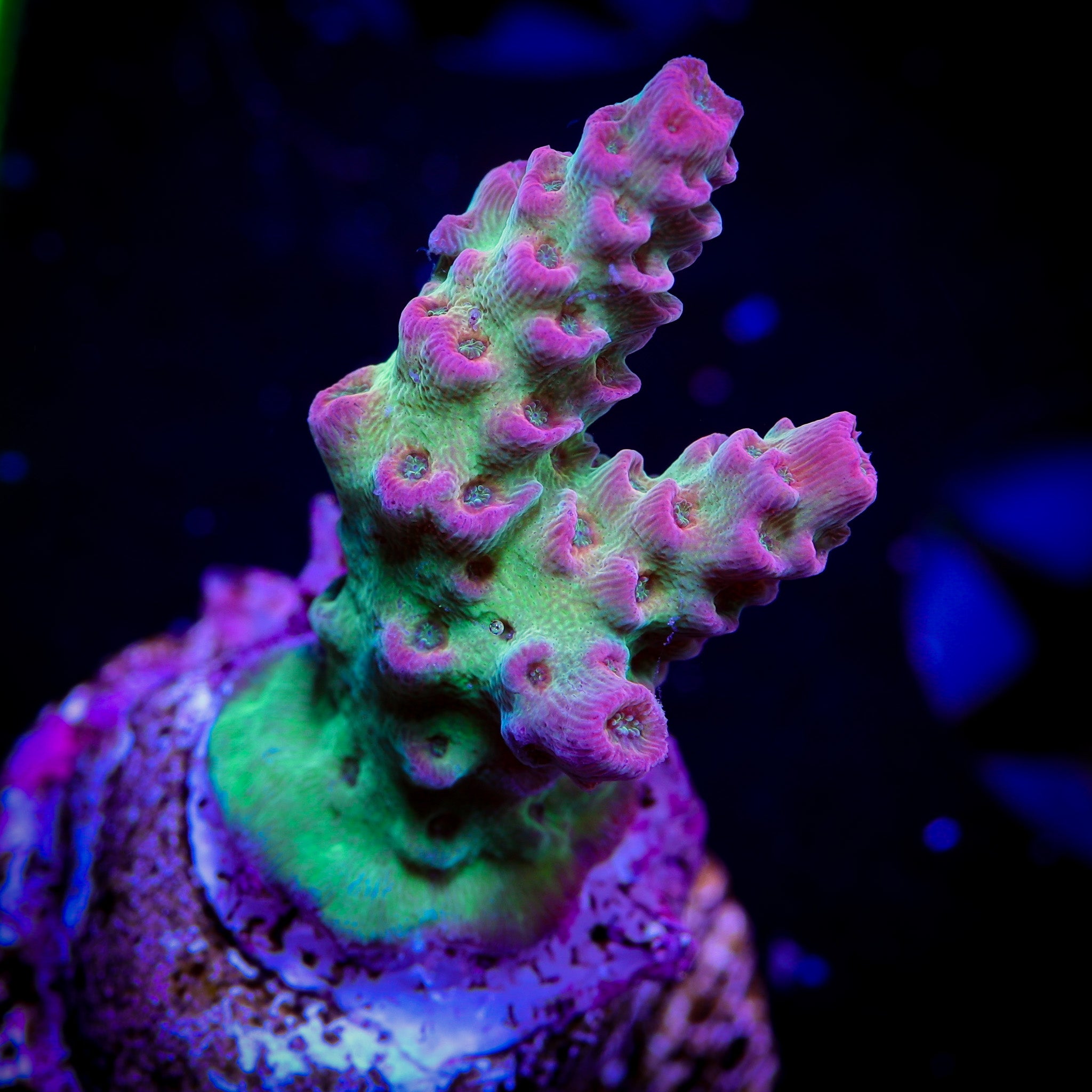 WWC HEARTBREAKER ACROPORA