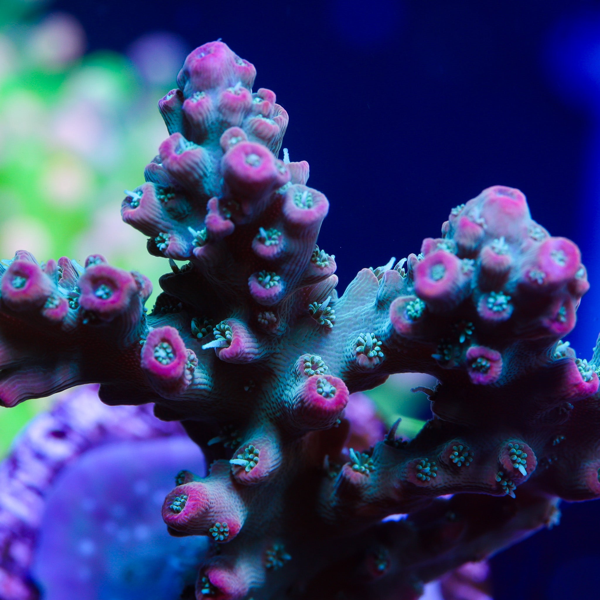 MIAMI VICE ACROPORA