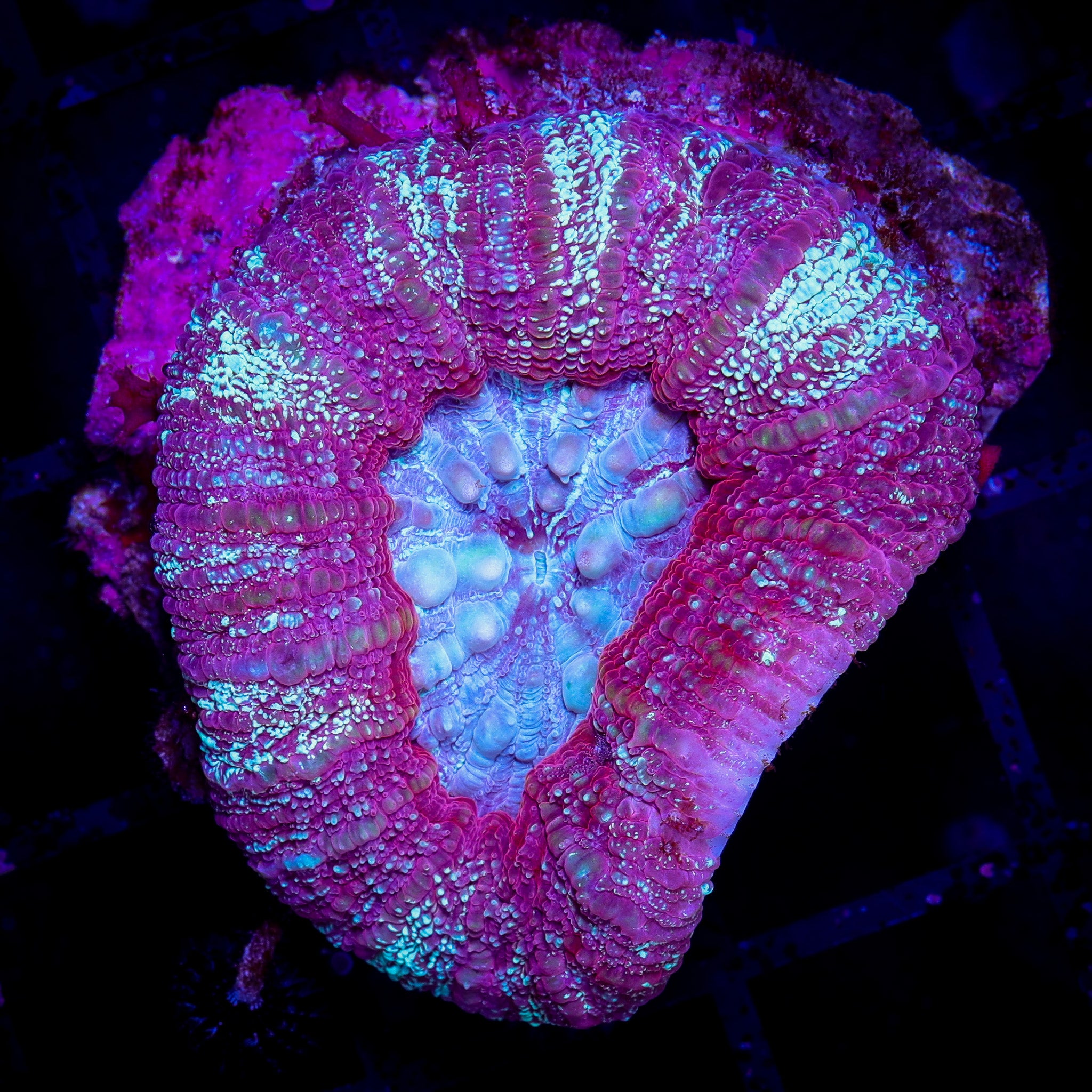 LAVENDER ACAN MAXIMA