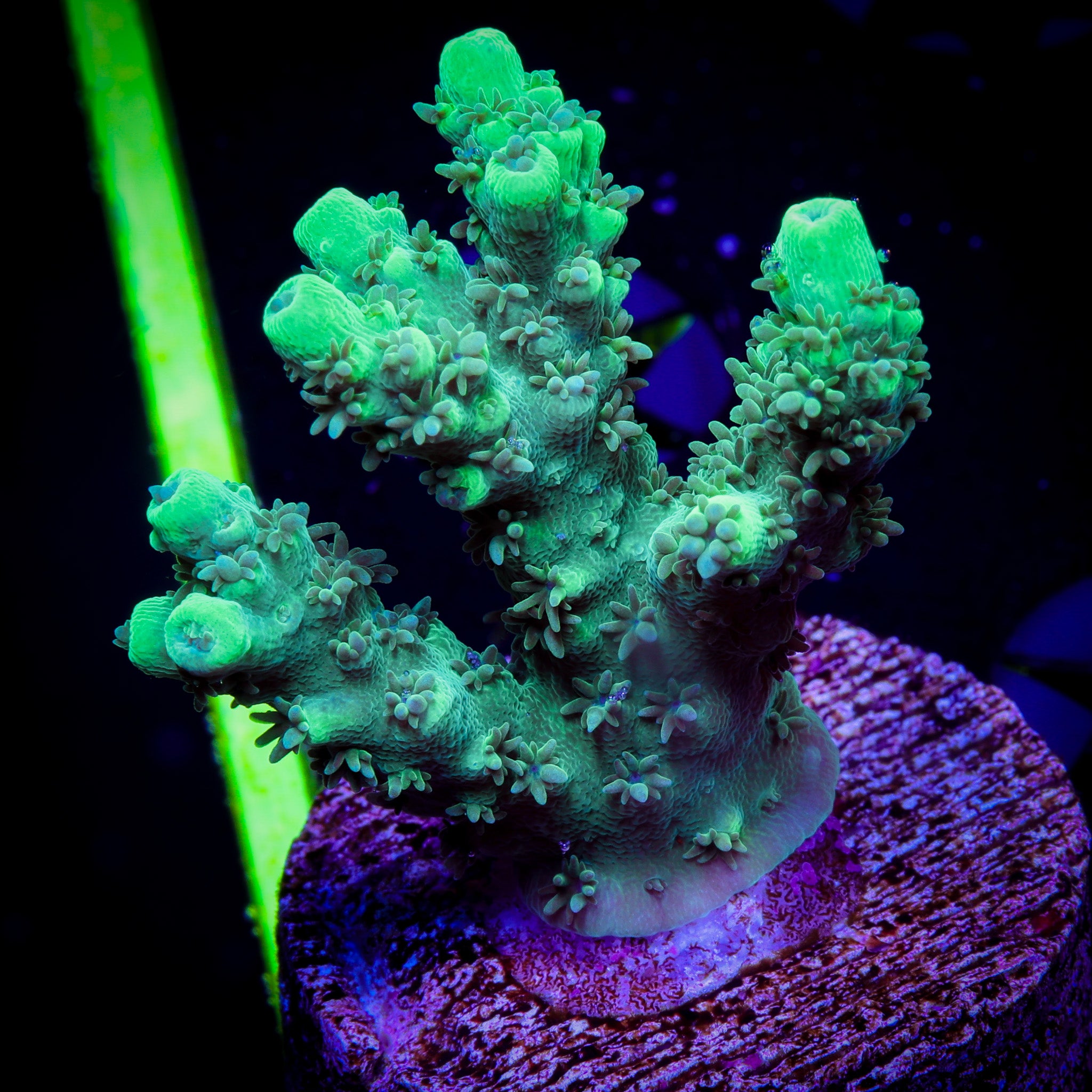 TOXIC GREEN ACROPORA