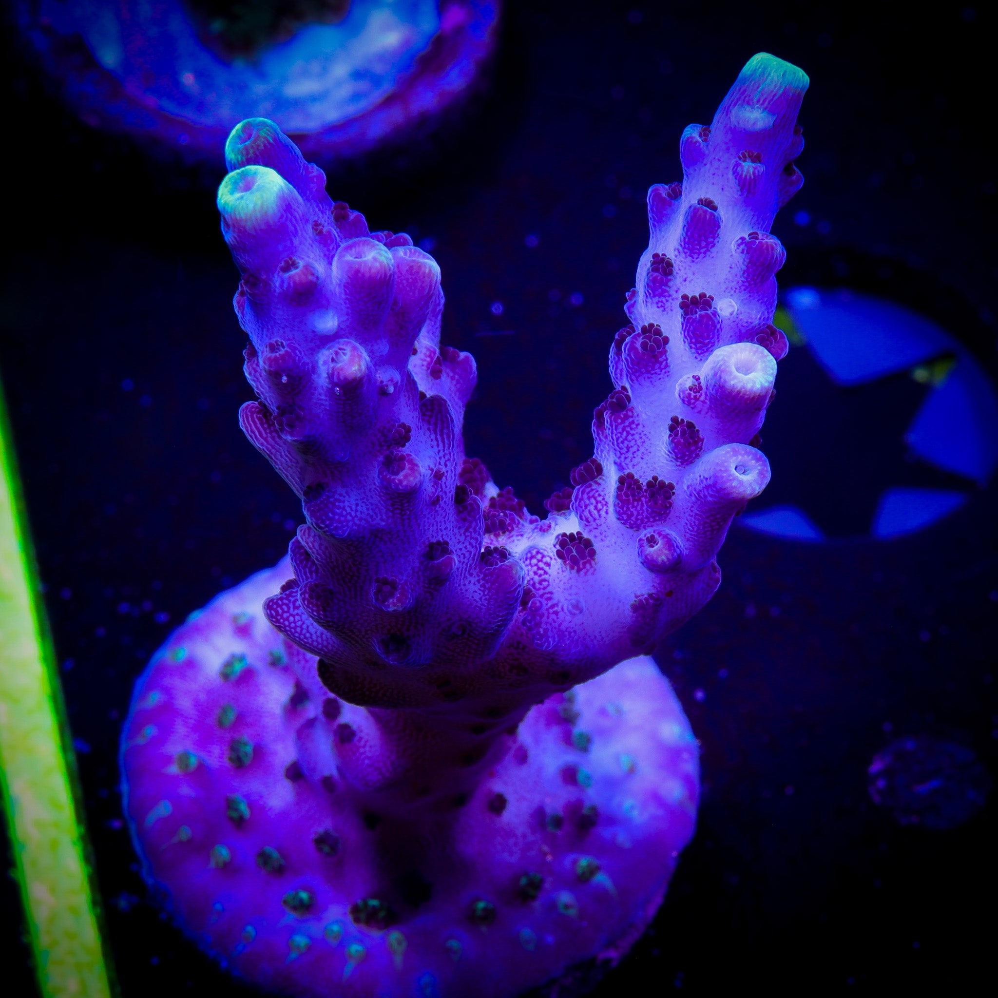 PROMETHEUS ACROPORA