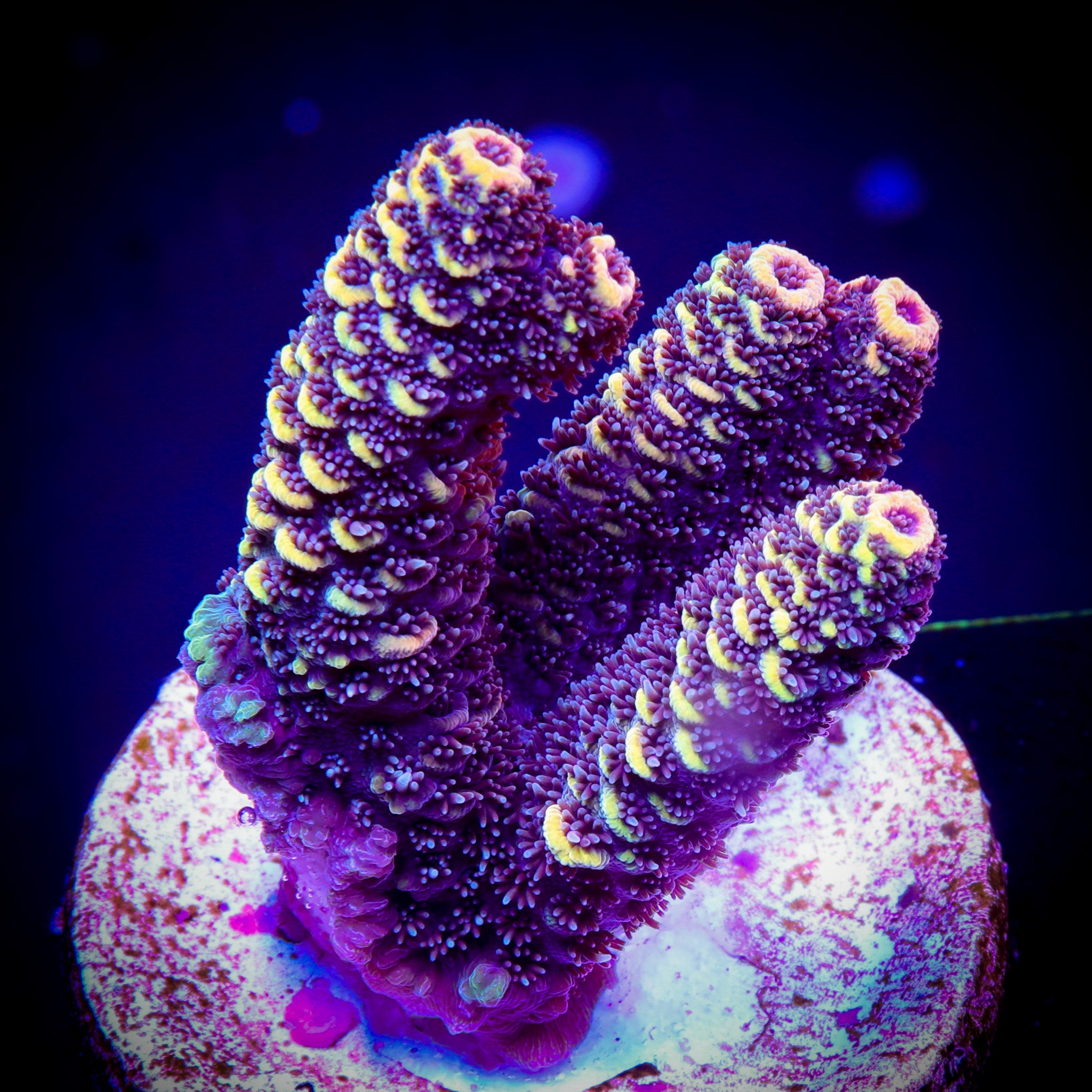 SOLAR FLARE MILLEPORA